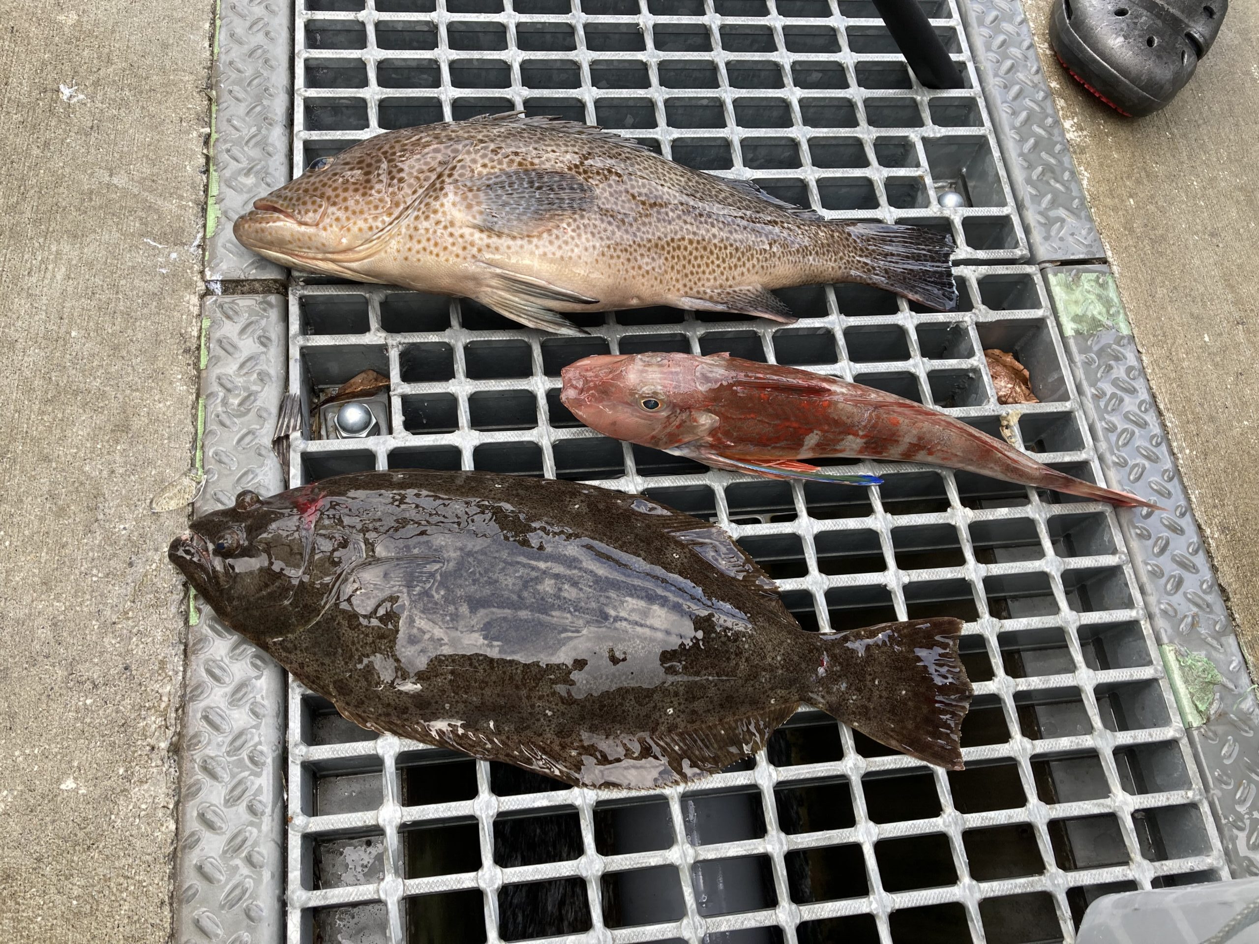 海のボート釣り　オーナー様釣果