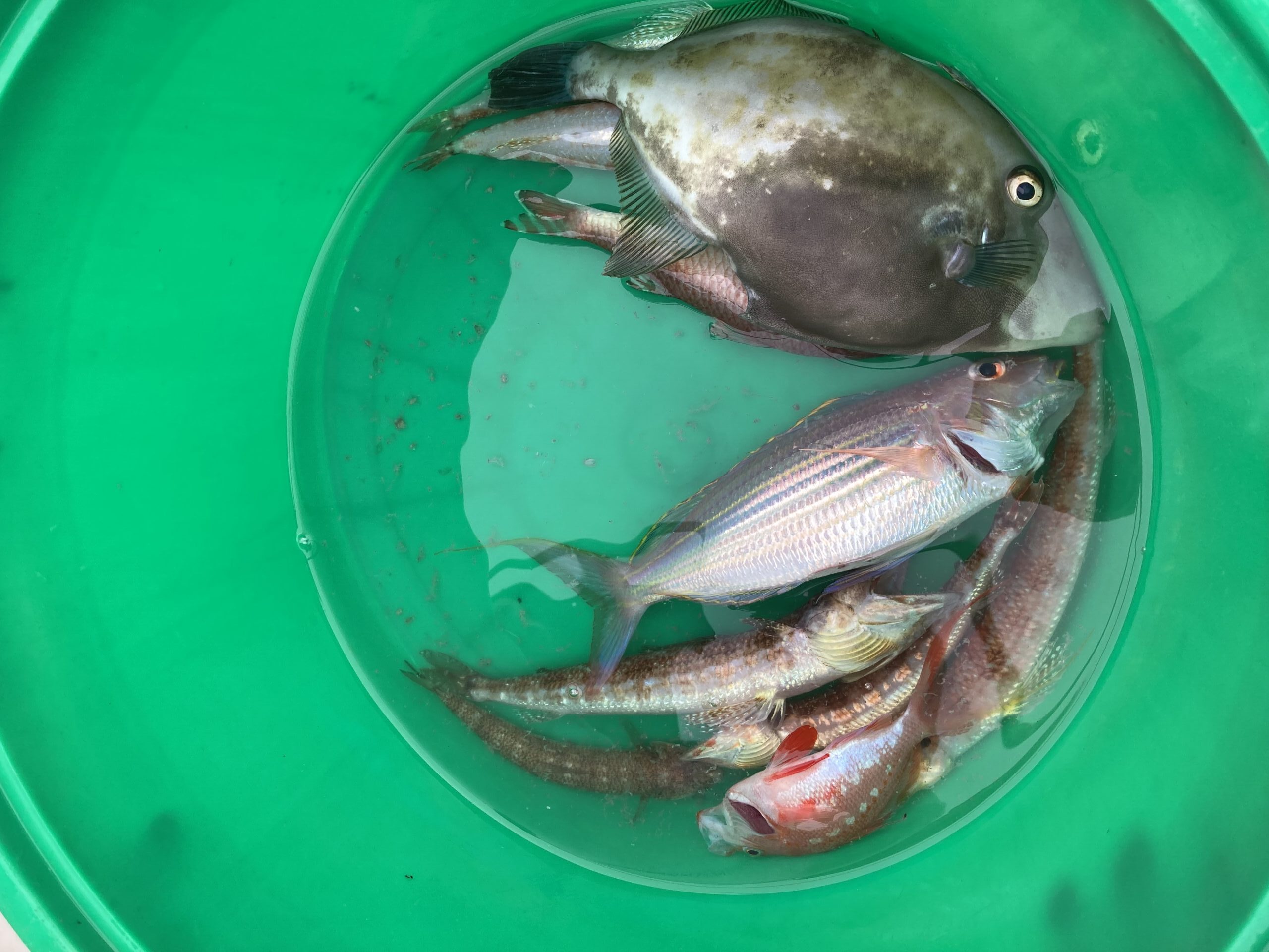 海のボート釣り　オーナー様釣果