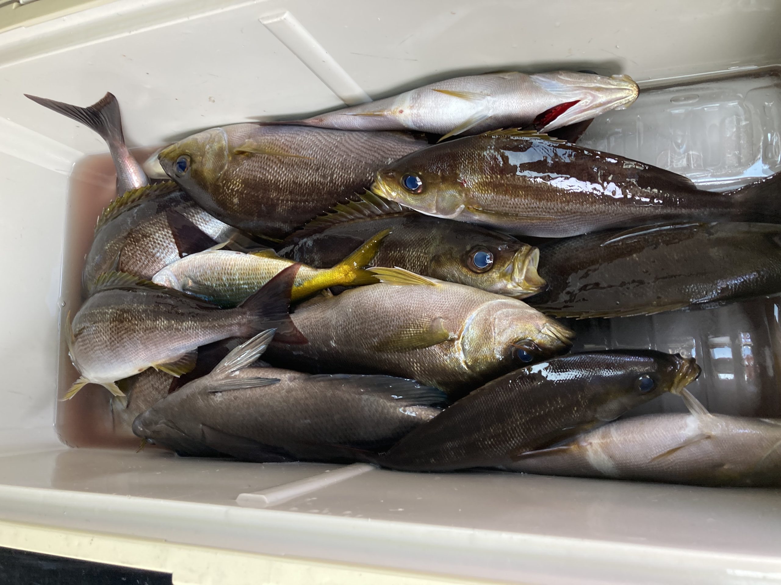 海のボート釣り　オーナー様釣果