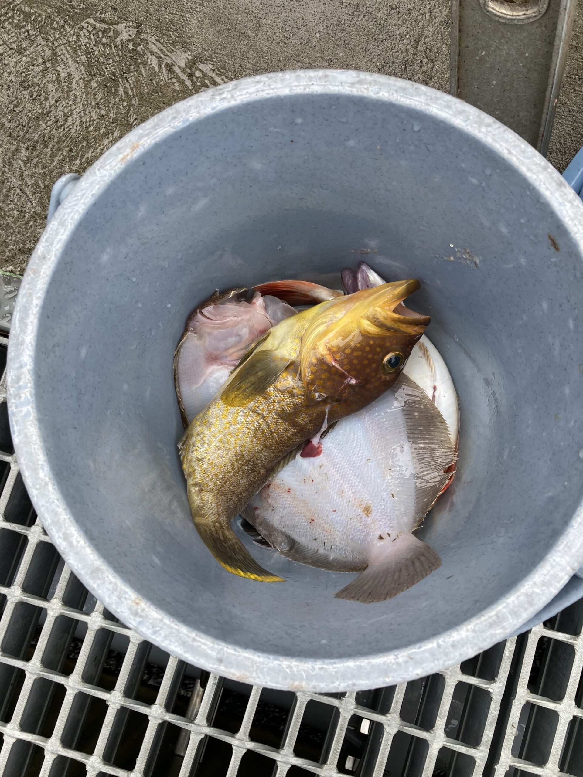 海のボート釣り　オーナー様釣果