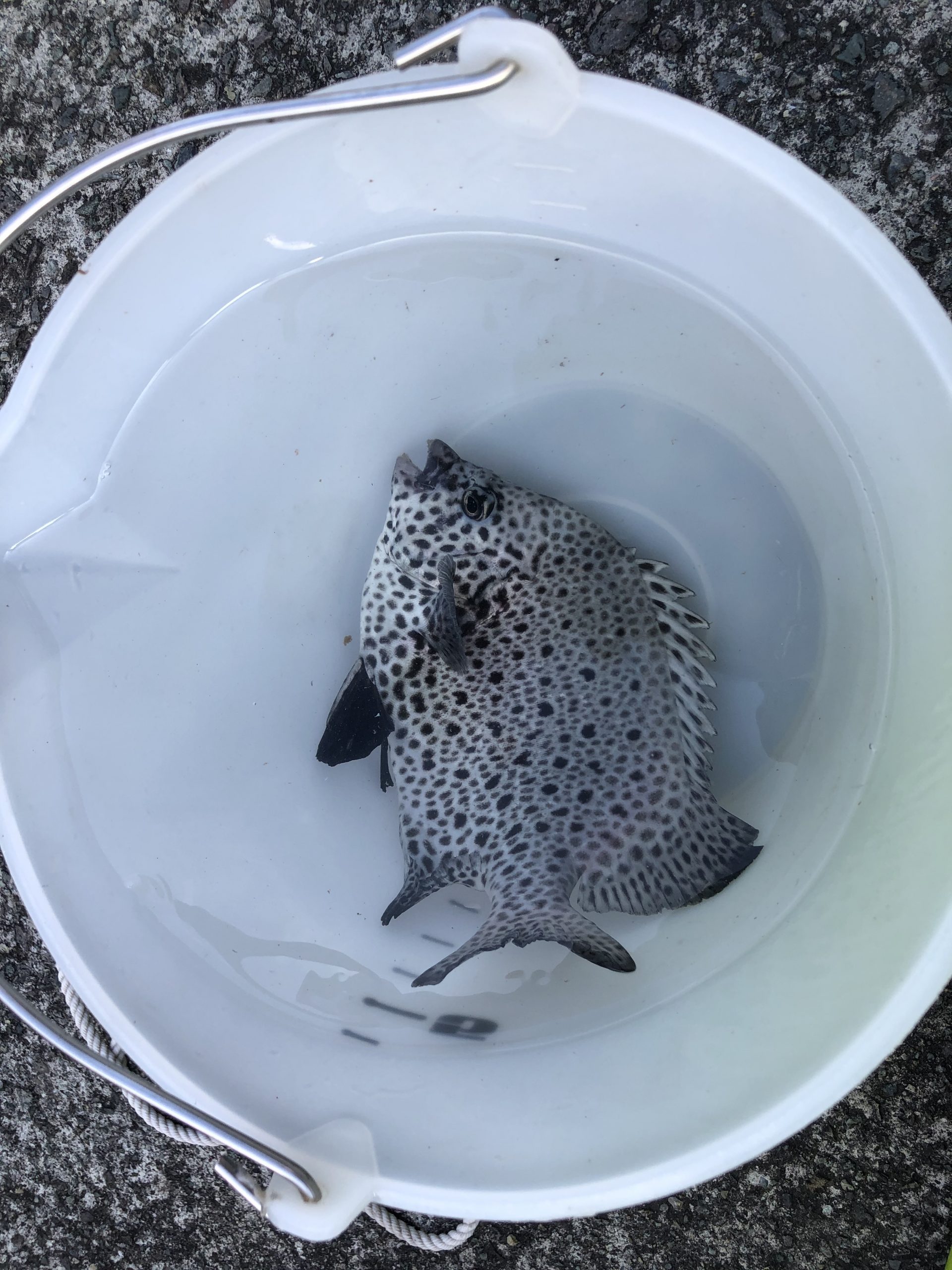 海のボート釣り　オーナー様釣果