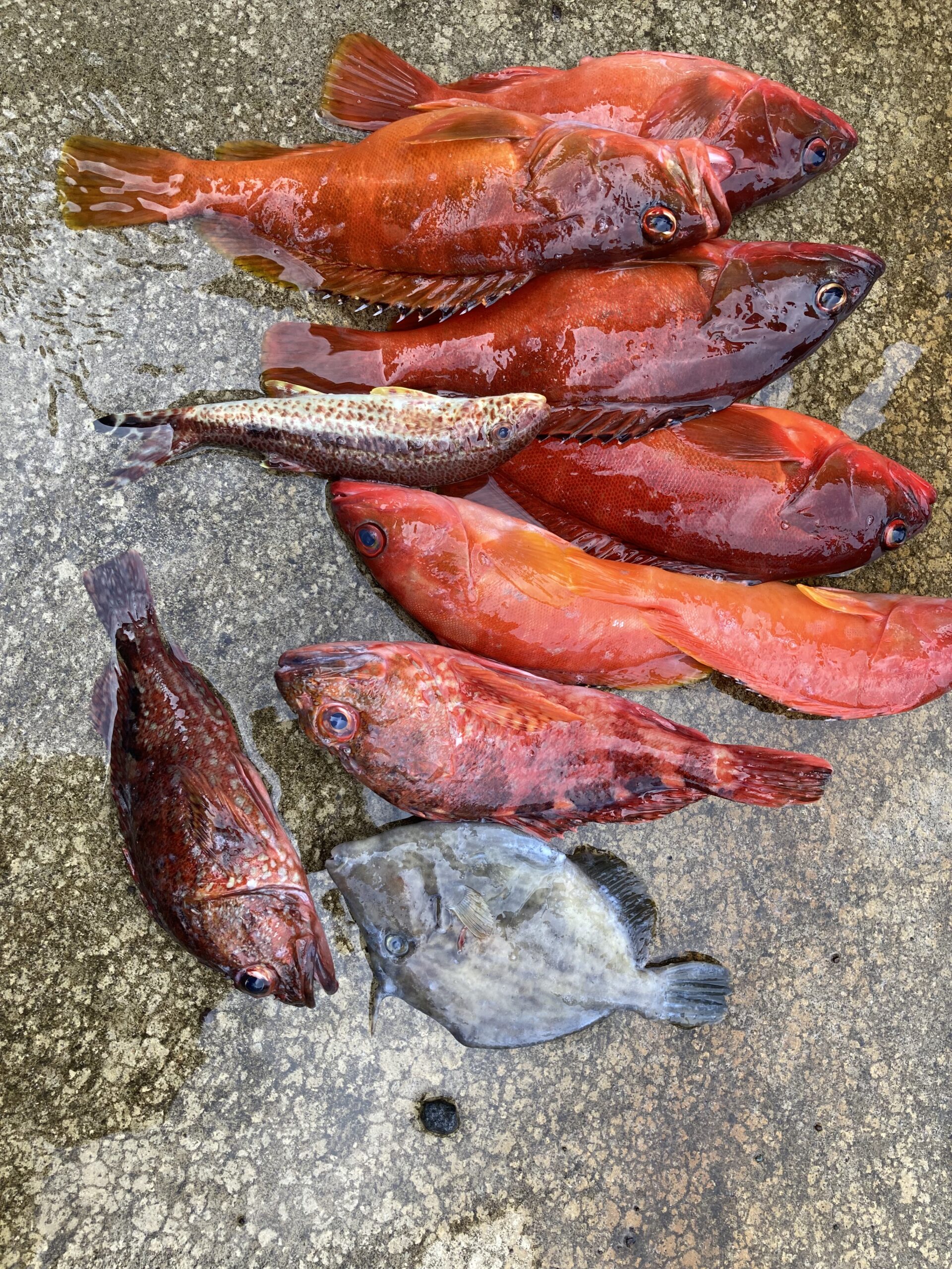 海のボート釣り　オーナー様釣果