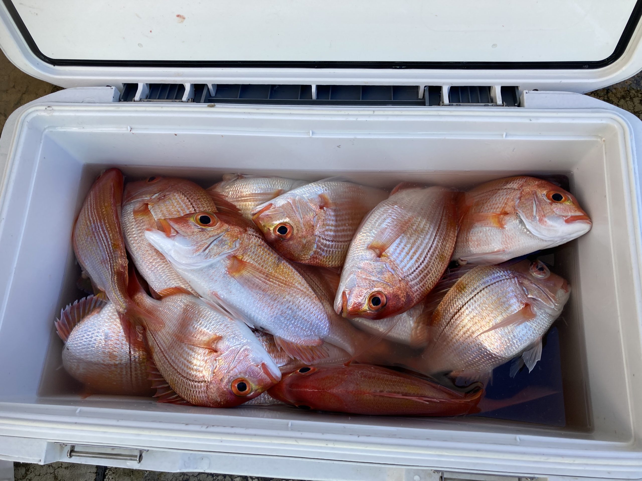 海のボート釣り　オーナー様釣果