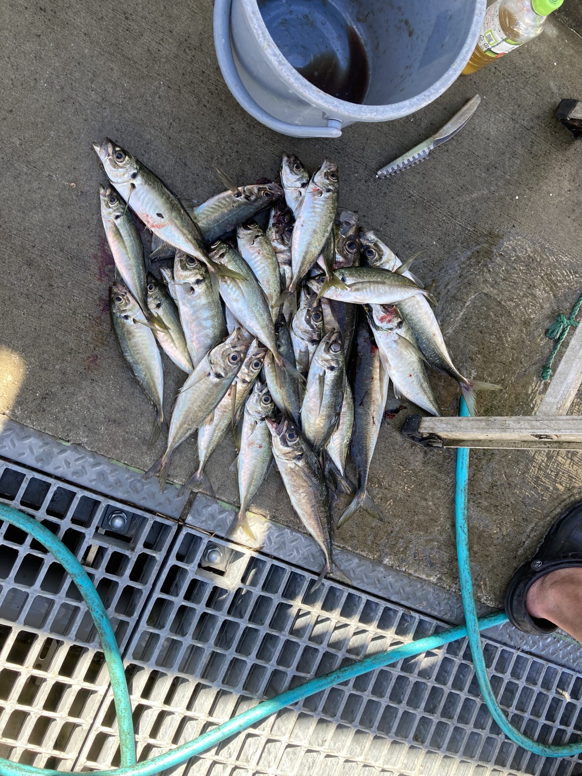 海のボート釣り　オーナー様釣果