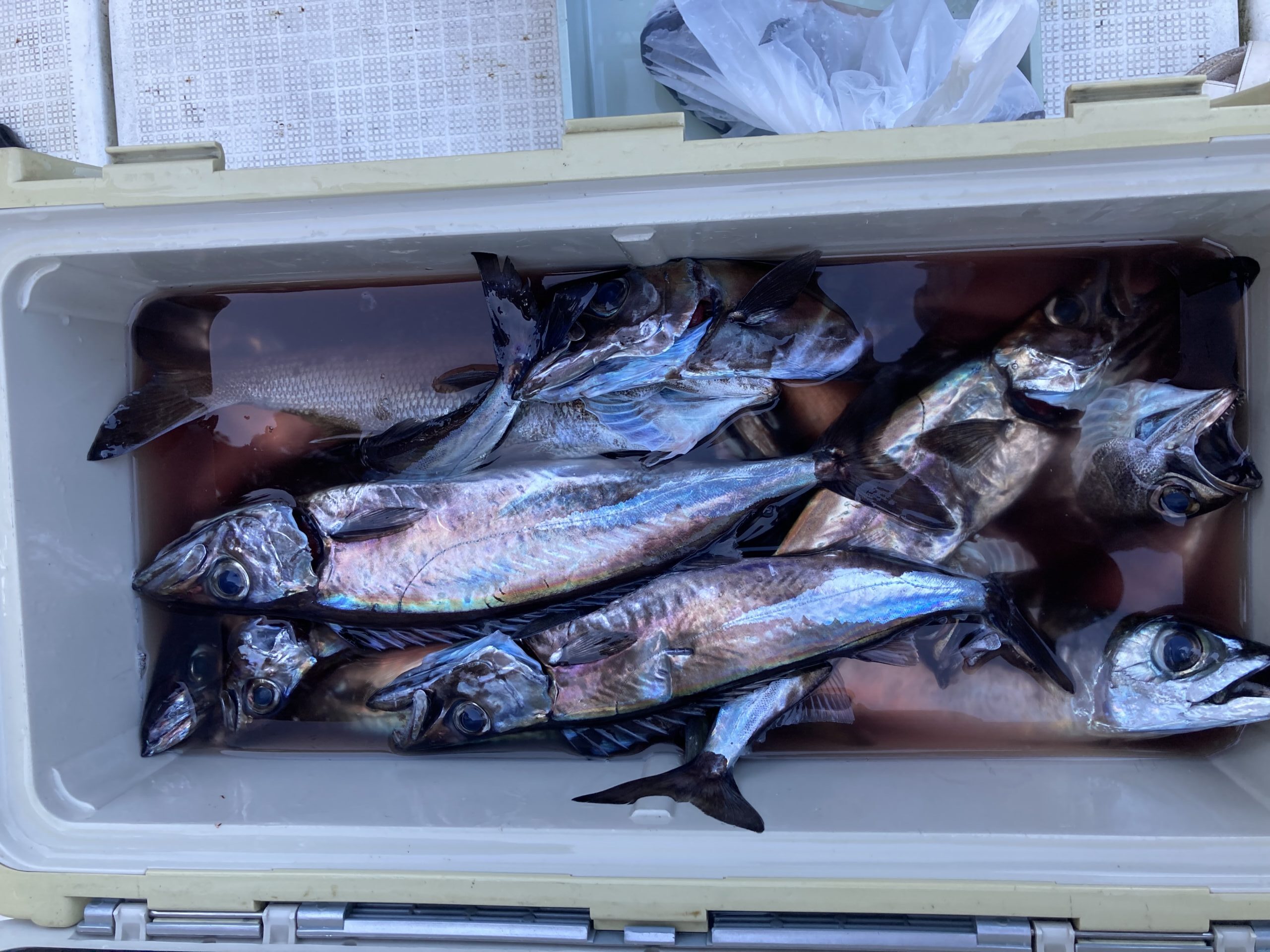 海のボート釣り　オーナー様釣果