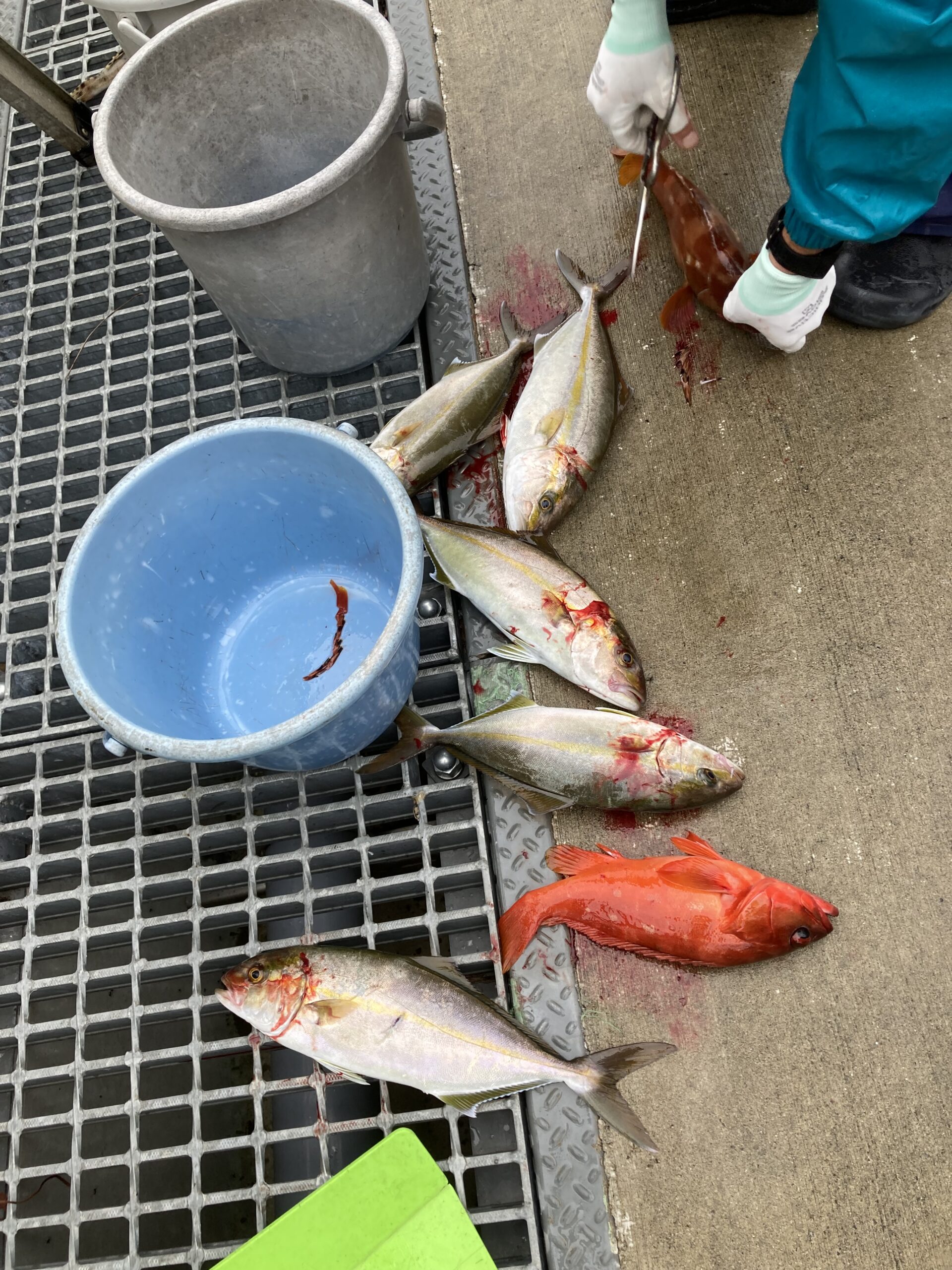 海のボート釣り　オーナー様釣果