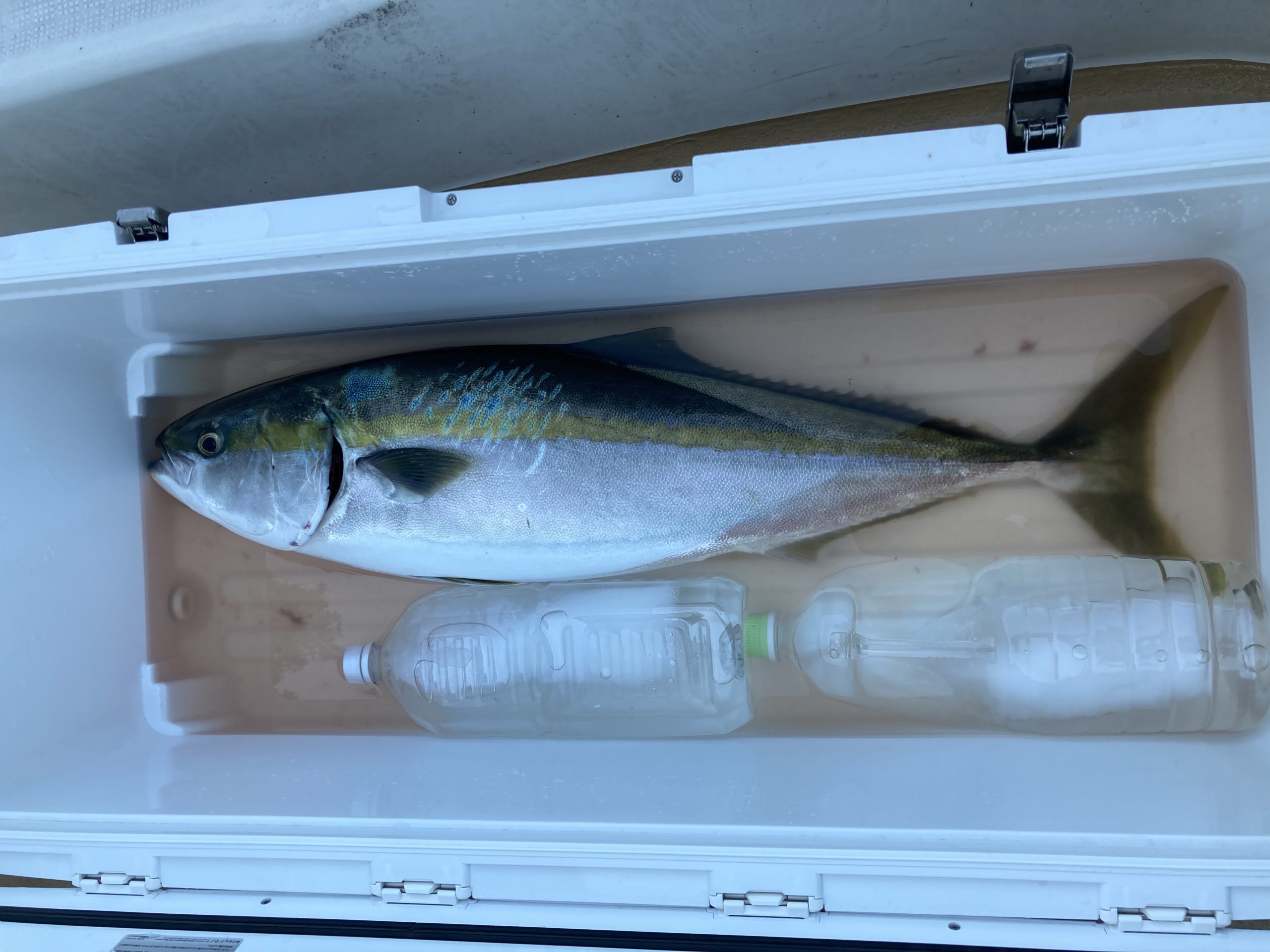 海のボート釣り　オーナー様釣果