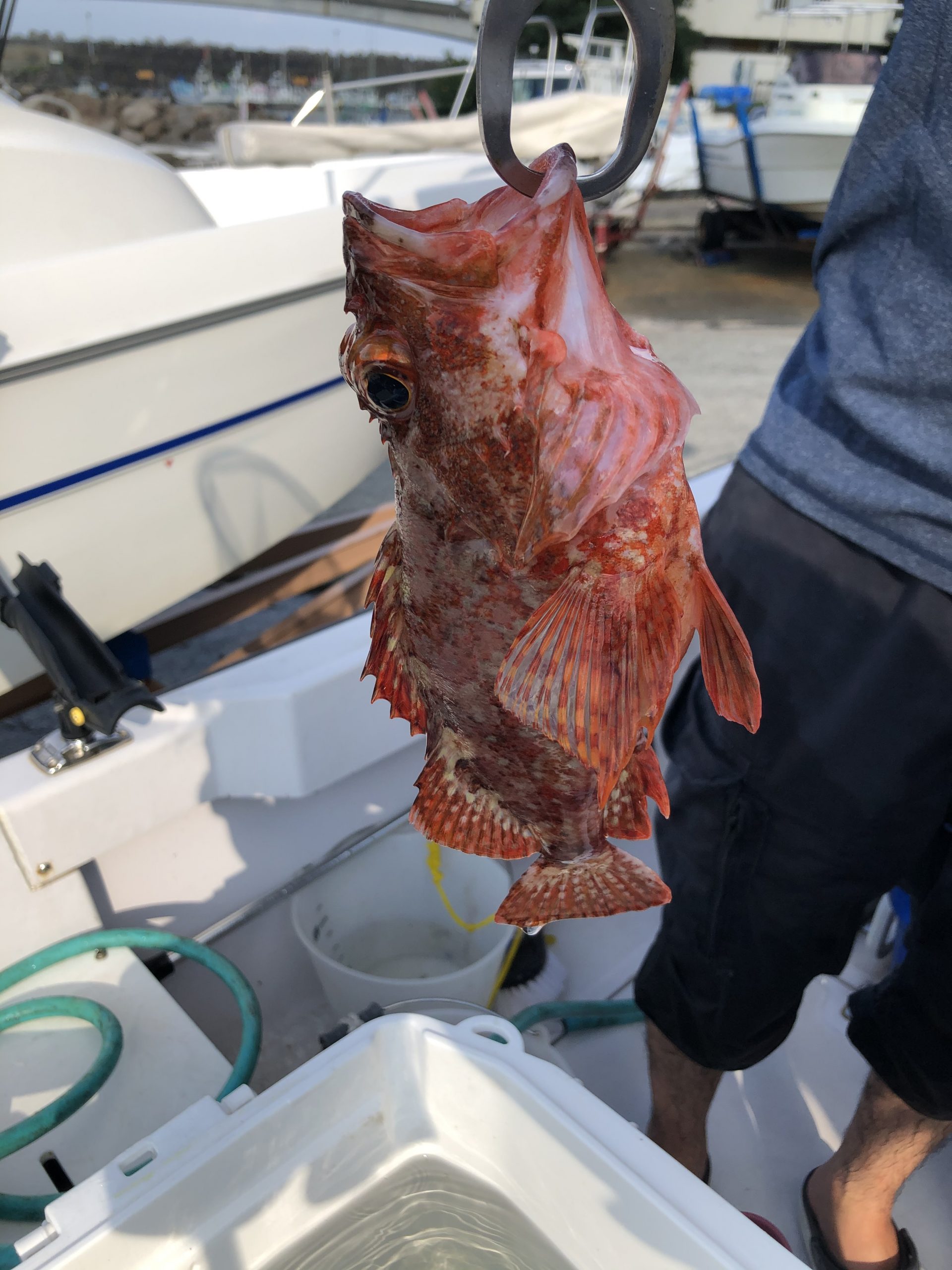 海のボート釣り　オーナー様と社員の釣果