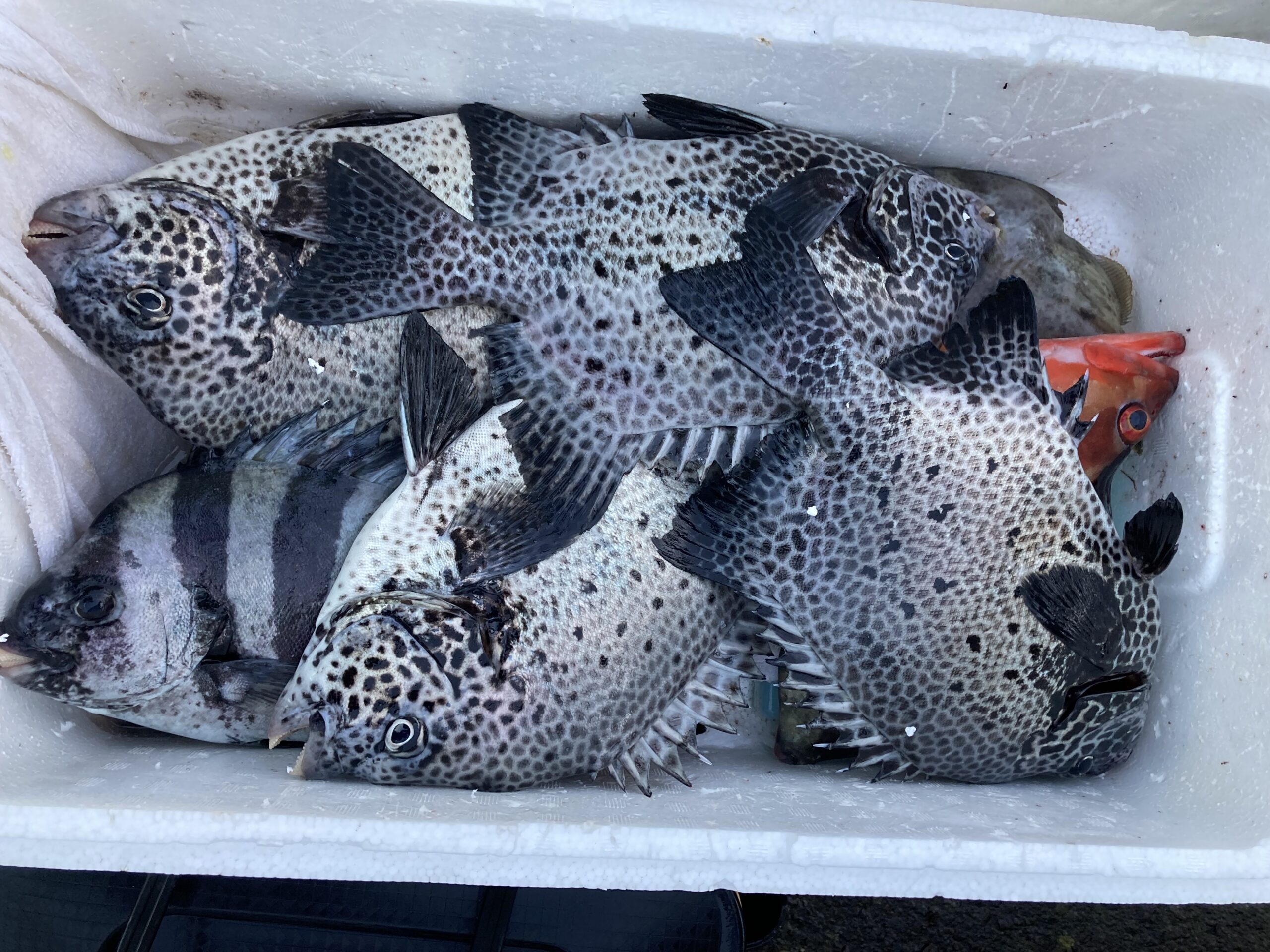 海のボート釣り　オーナー様釣果