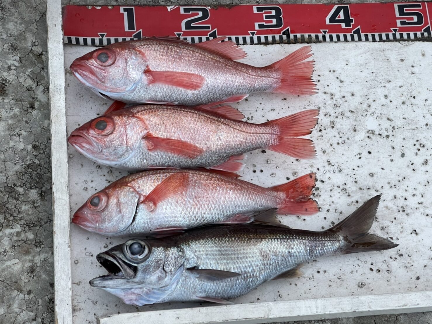 海のボート釣り　オーナー様釣果