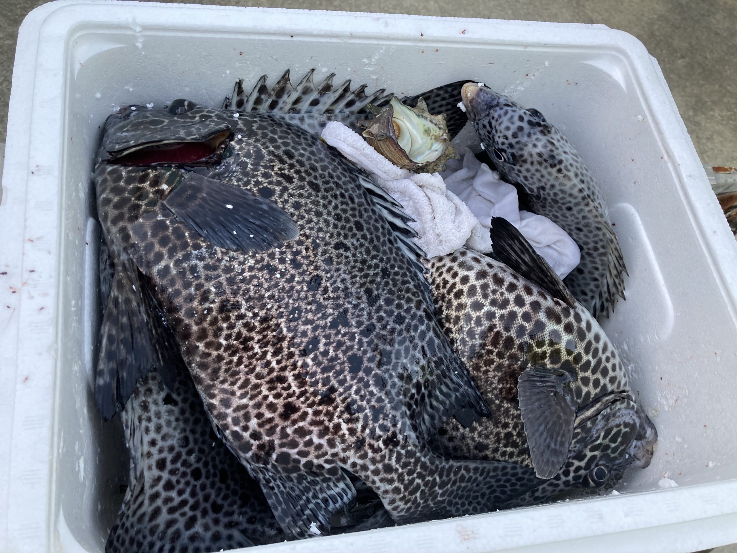 海のボート釣り　オーナー様釣果