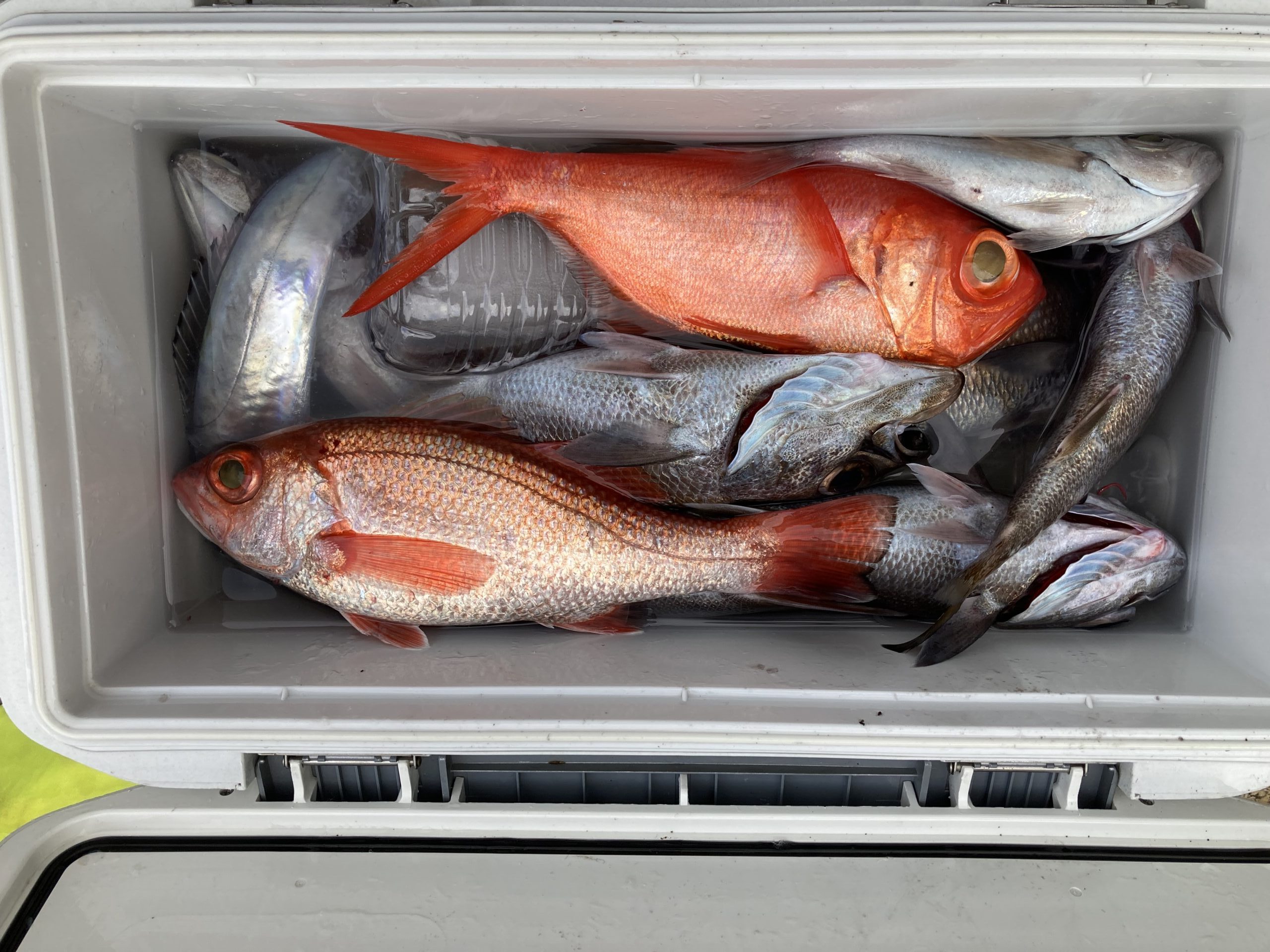 海のボート釣り　オーナー様釣果