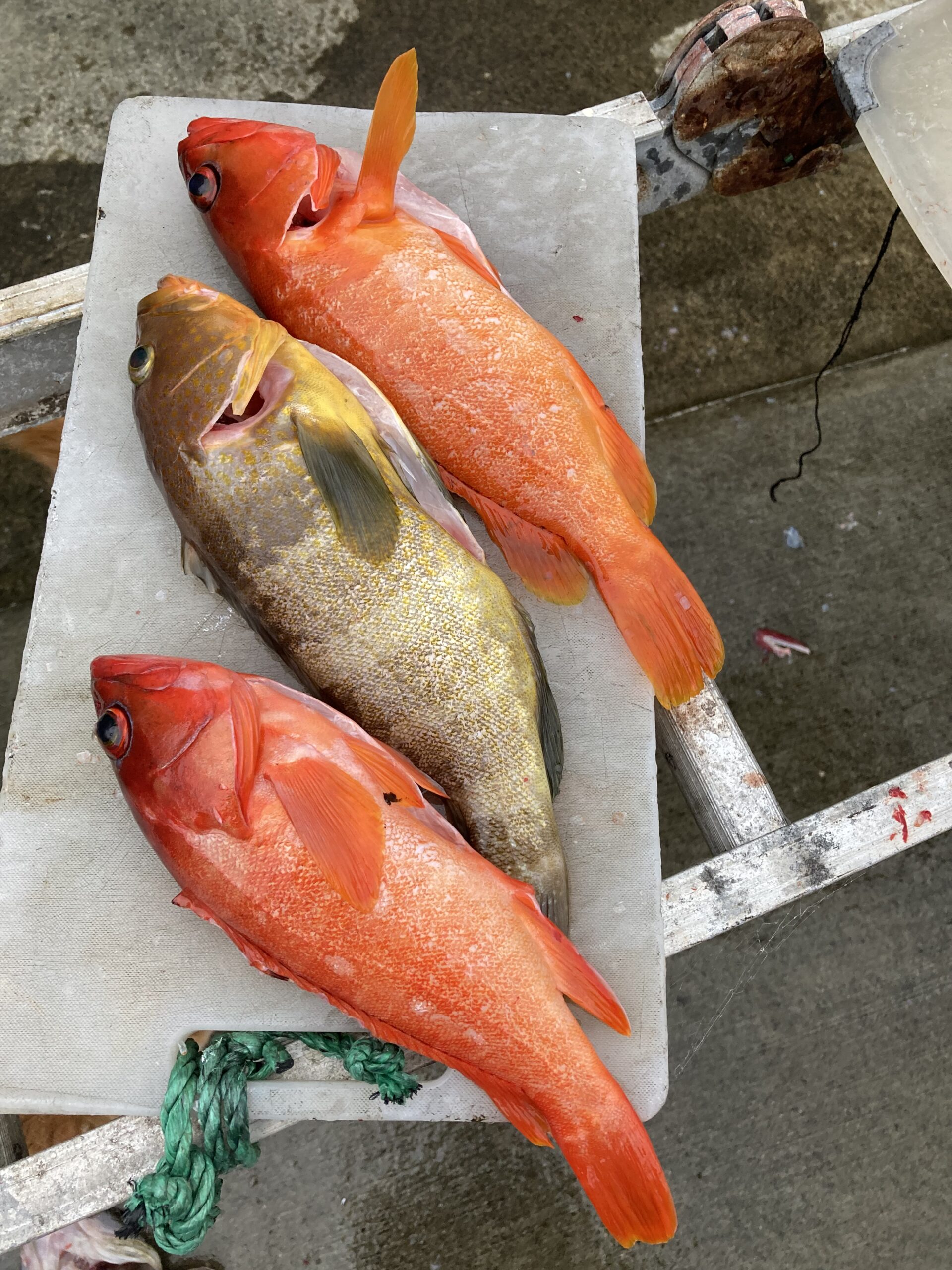 海のボート釣り　オーナー様釣果