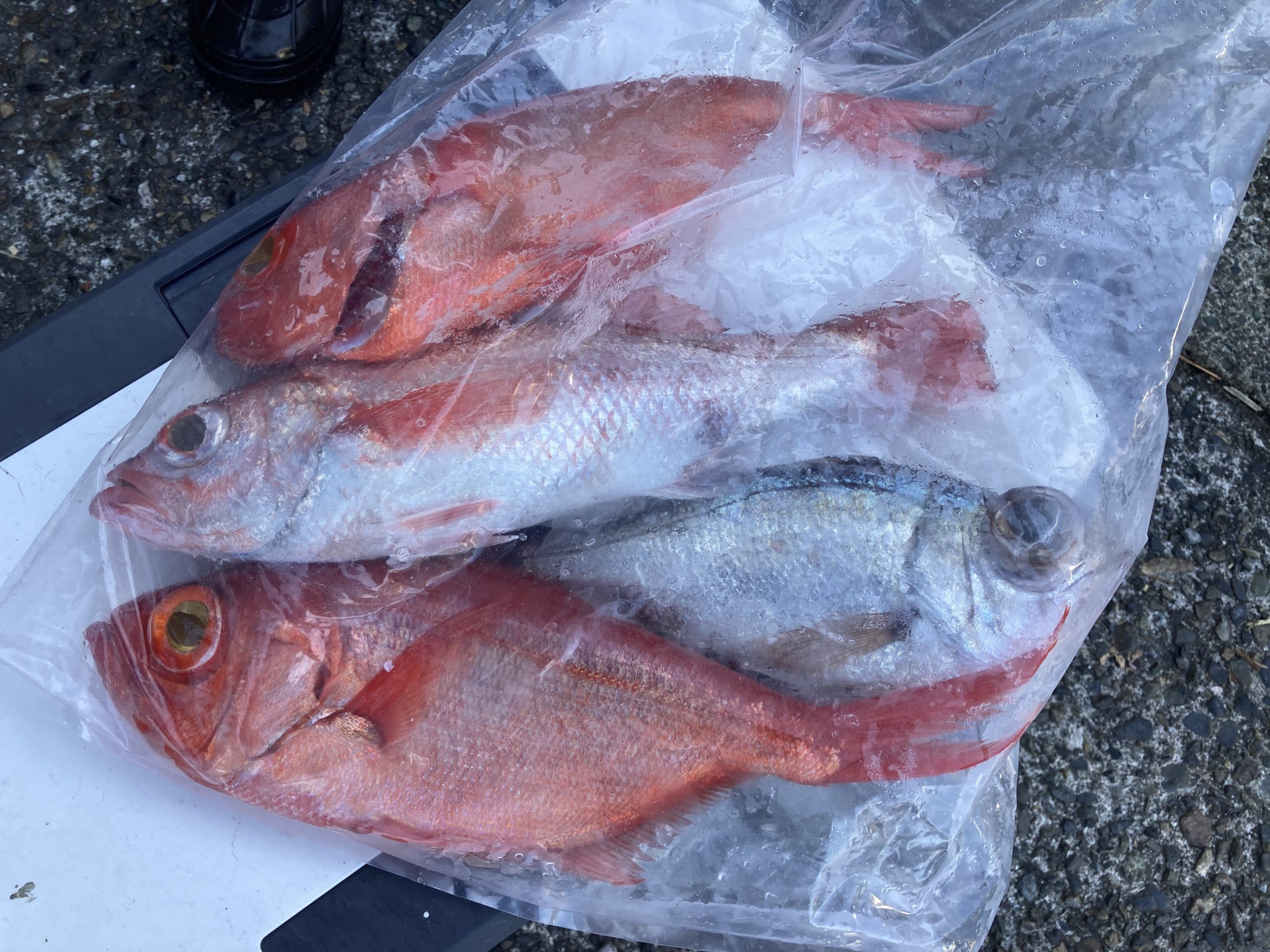 海のボート釣り　オーナー様釣果