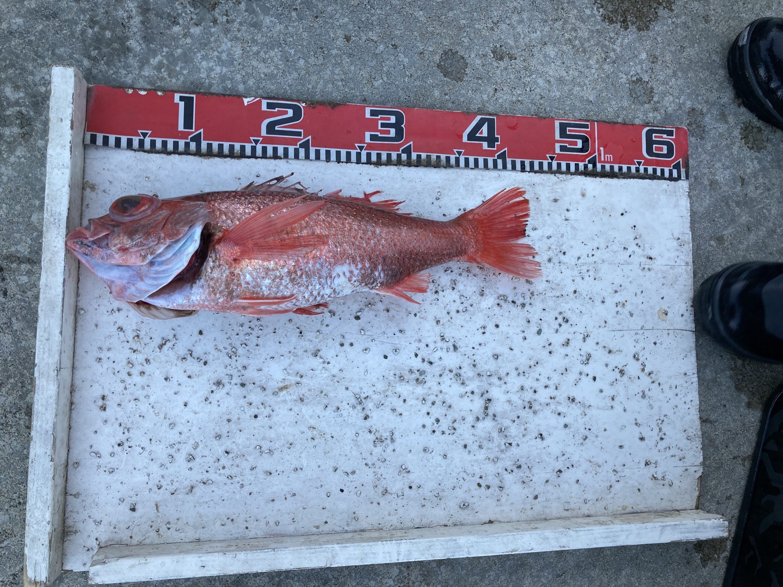 海のボート釣り　オーナー様釣果