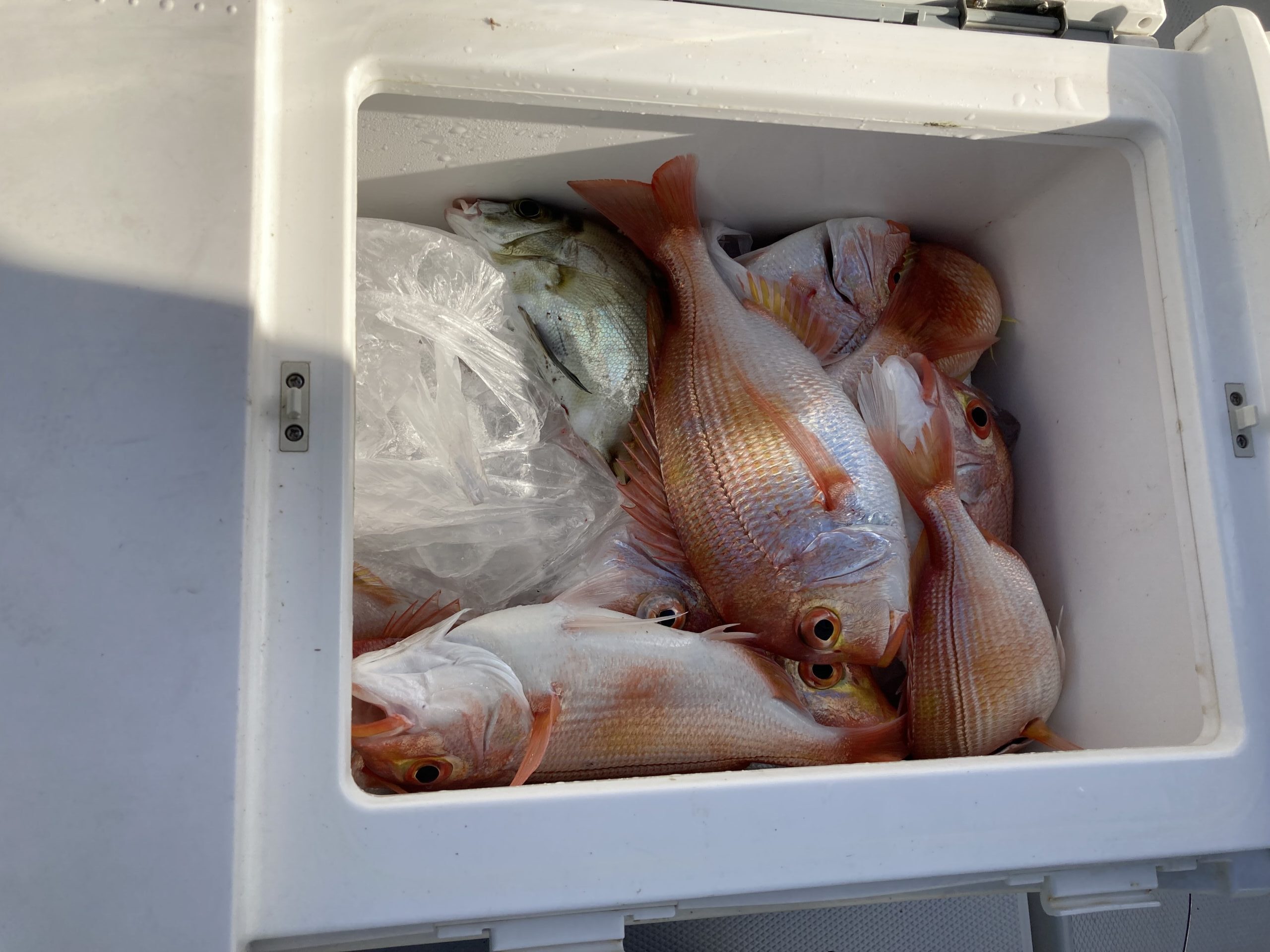 海のボート釣り　オーナー様釣果　新年おめでとうございます