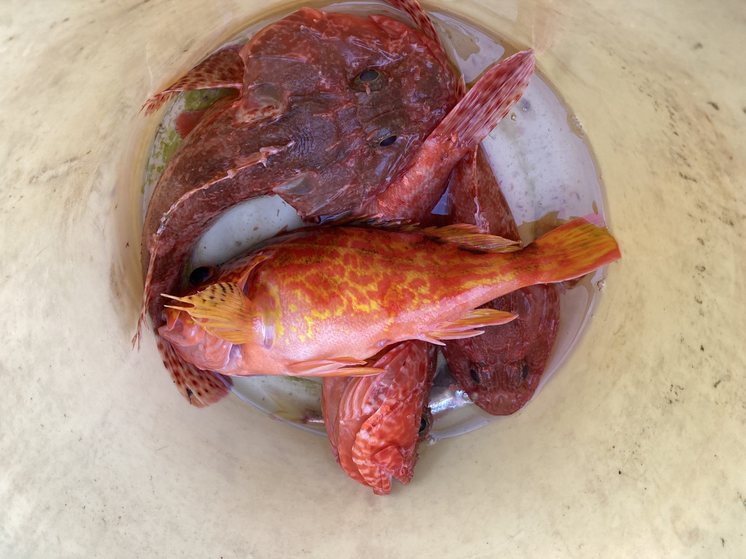 海のボート釣り　オーナー様釣果