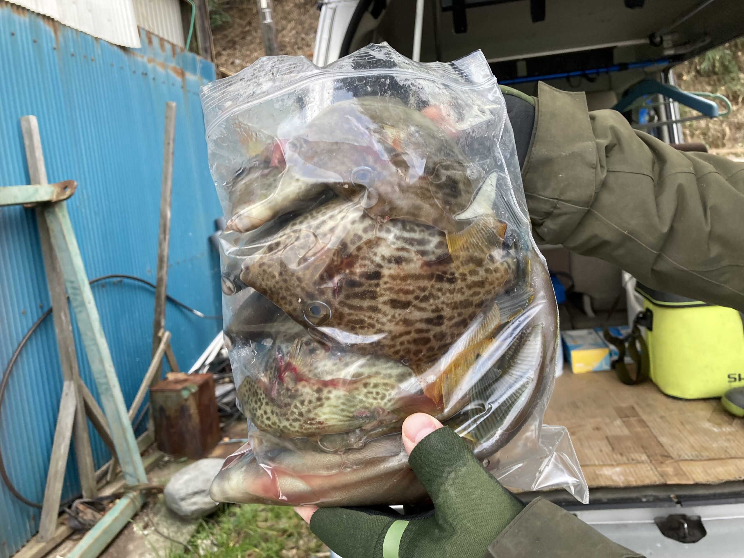 海のボート釣り　オーナー様釣果