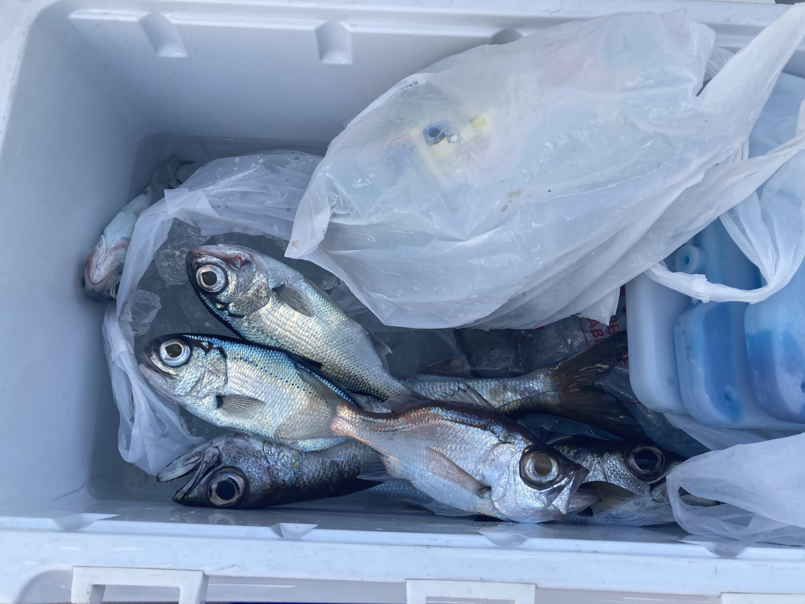 海のボート釣り　オーナー様釣果