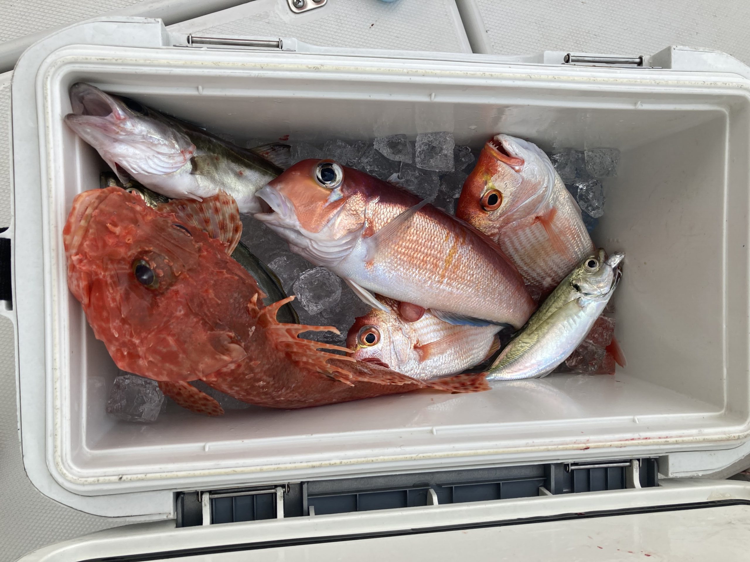 海のボート釣り　オーナー様釣果