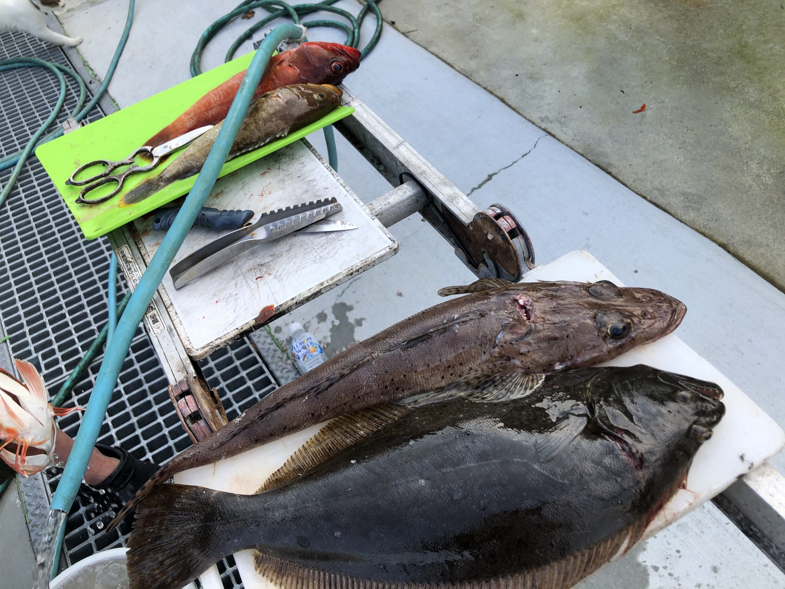 海のボート釣り　オーナー様釣果