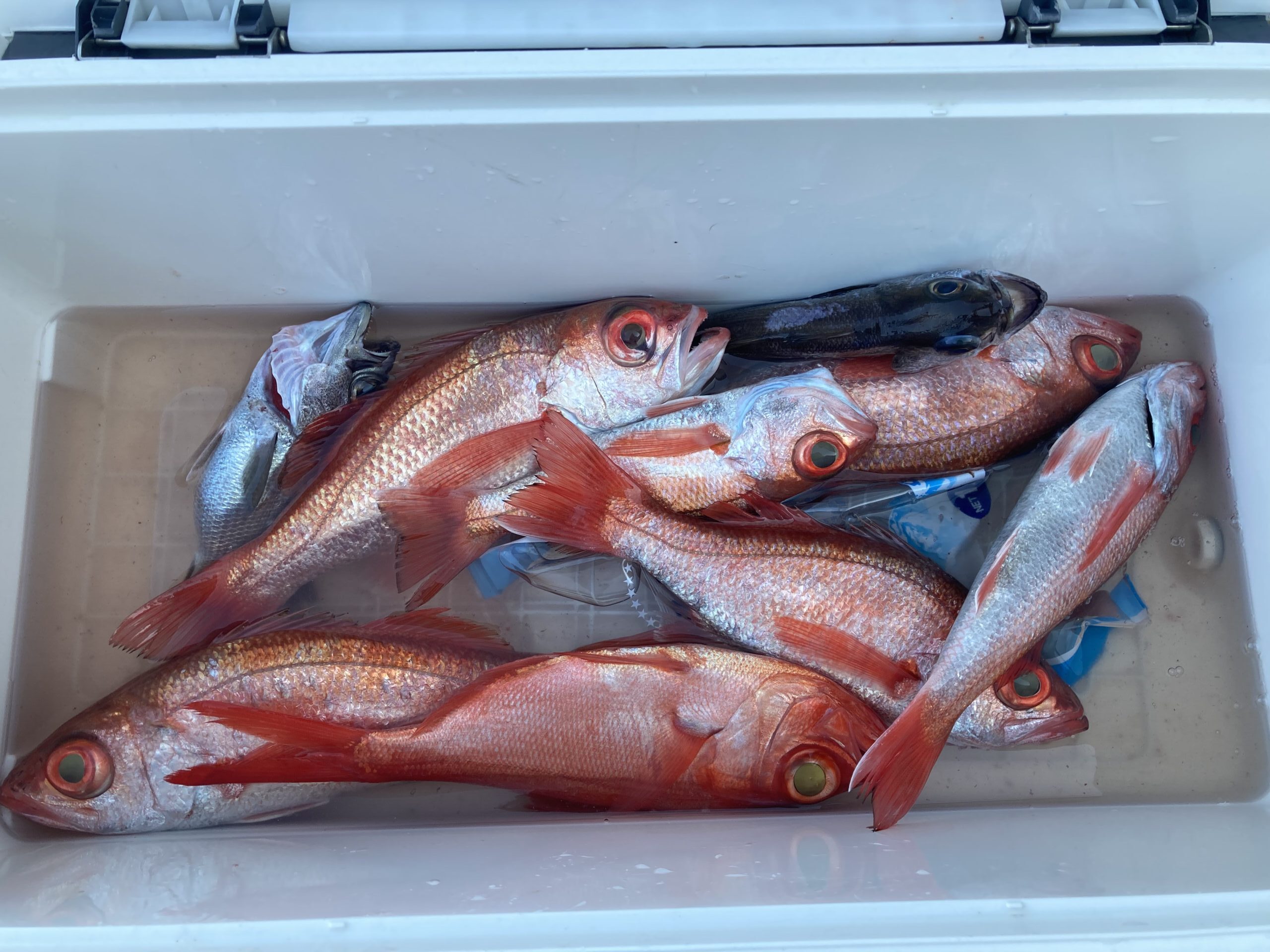 海のボート釣り　オーナー様釣果