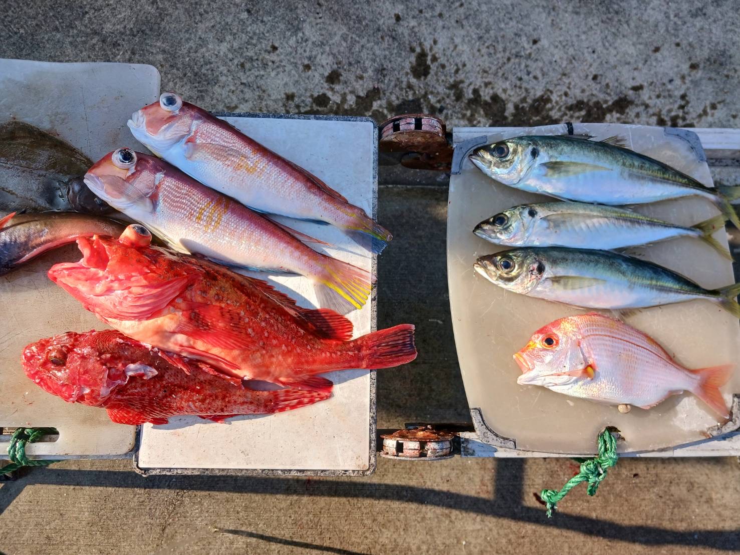 海のボート釣り　オーナー様釣果