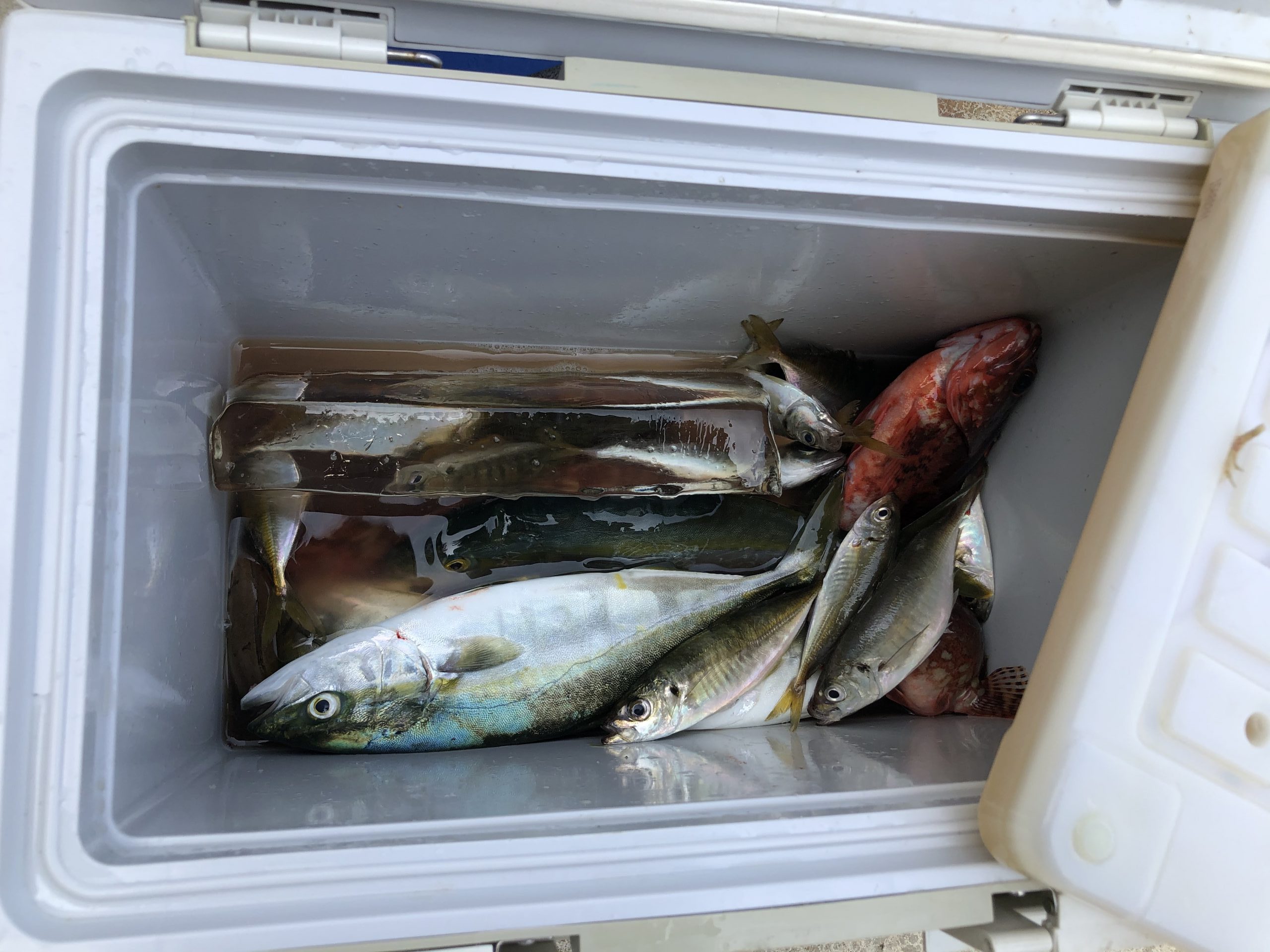 海のボート釣り　オーナー様釣果