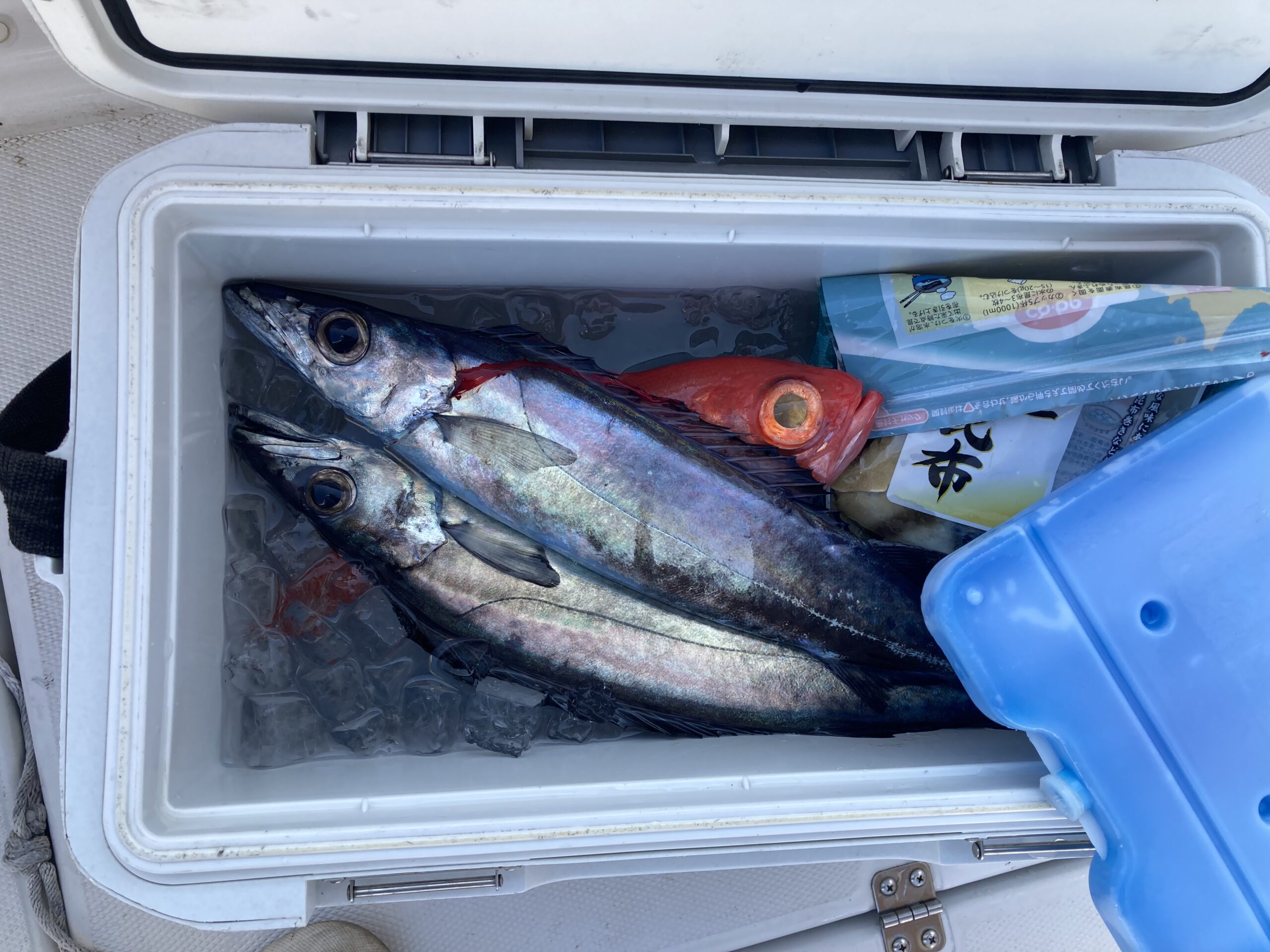 海のボート釣り　オーナー様釣果