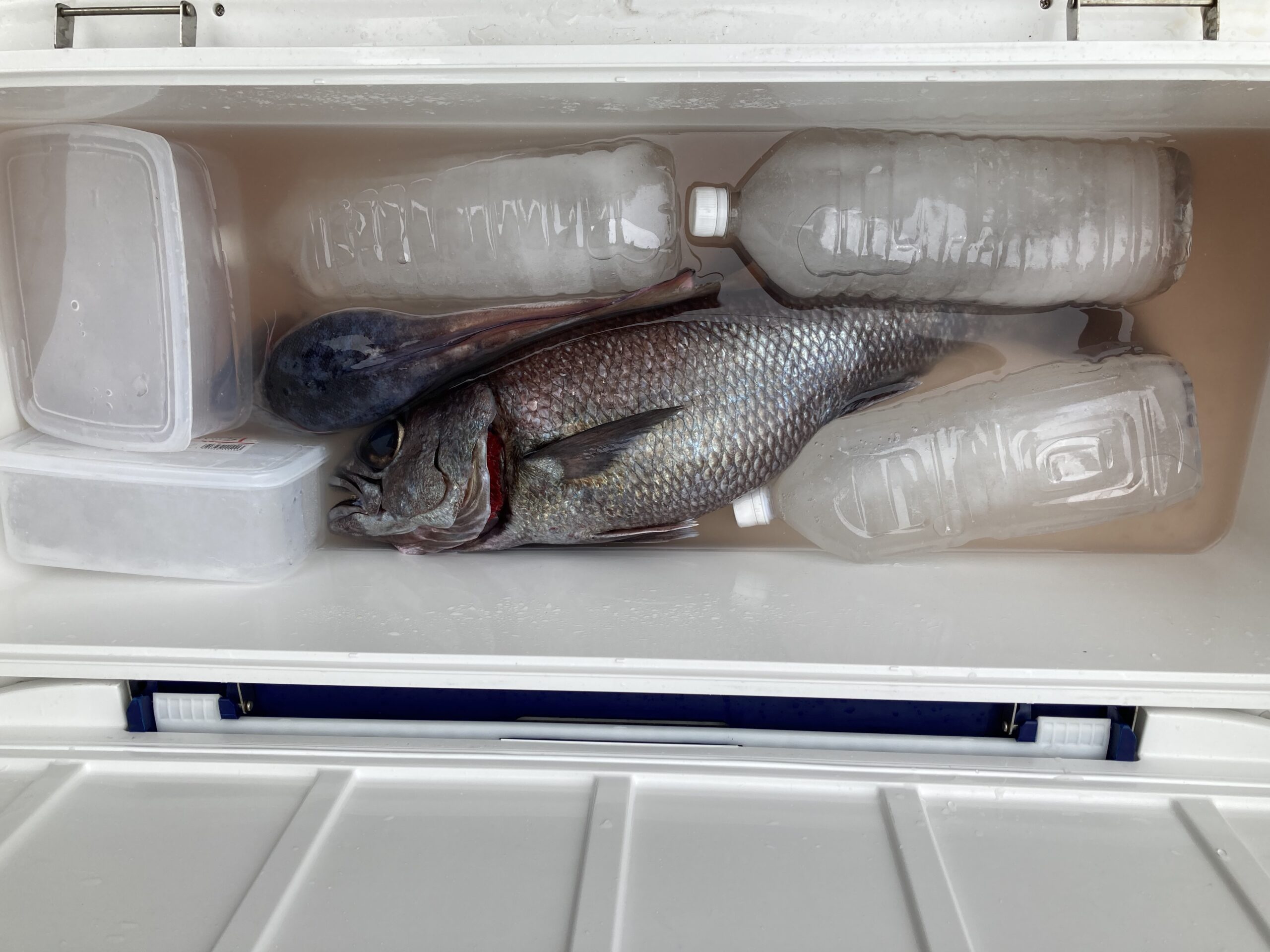 海のボート釣り　オーナー様釣果