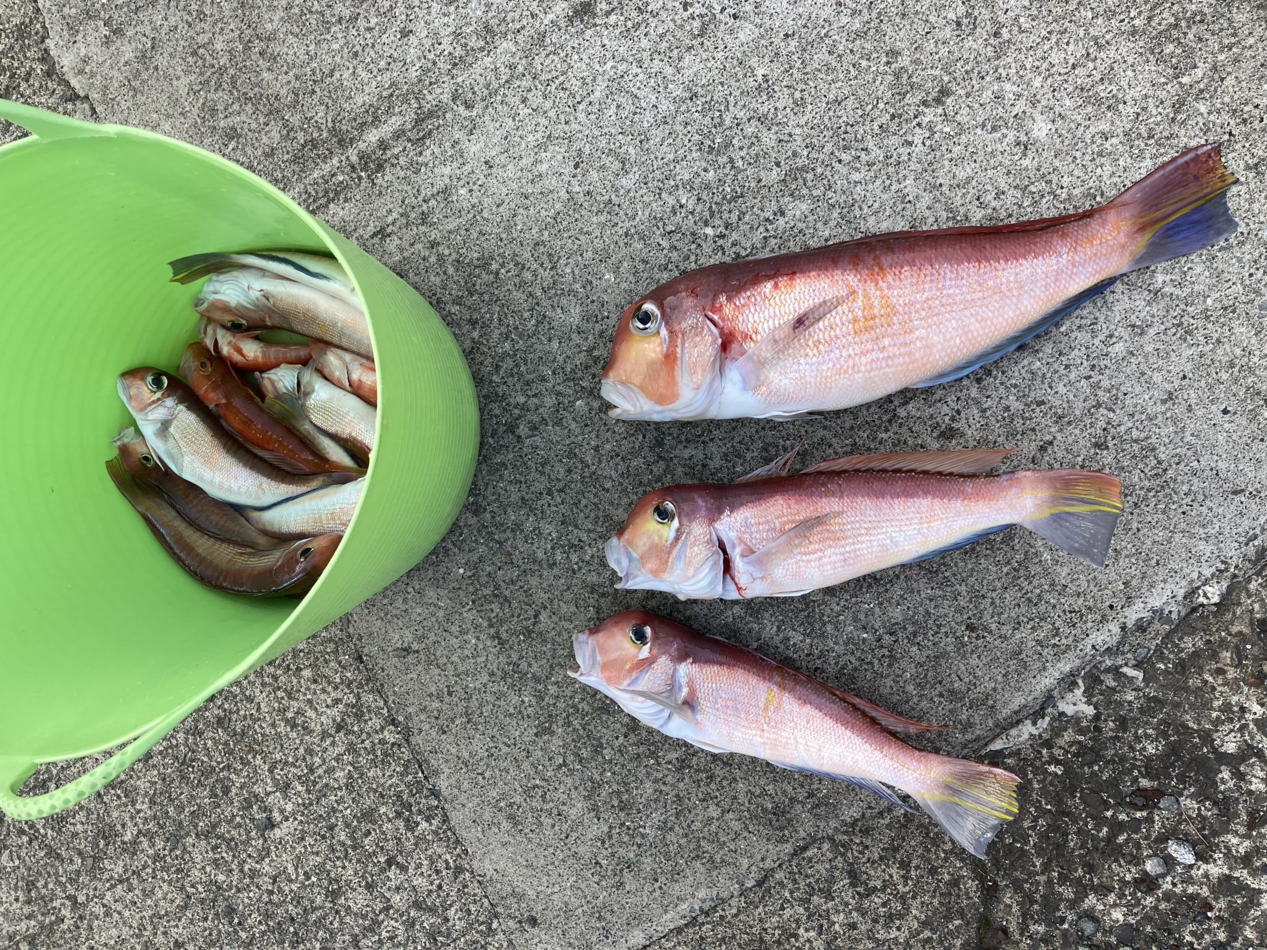 海のボート釣り　オーナー様釣果