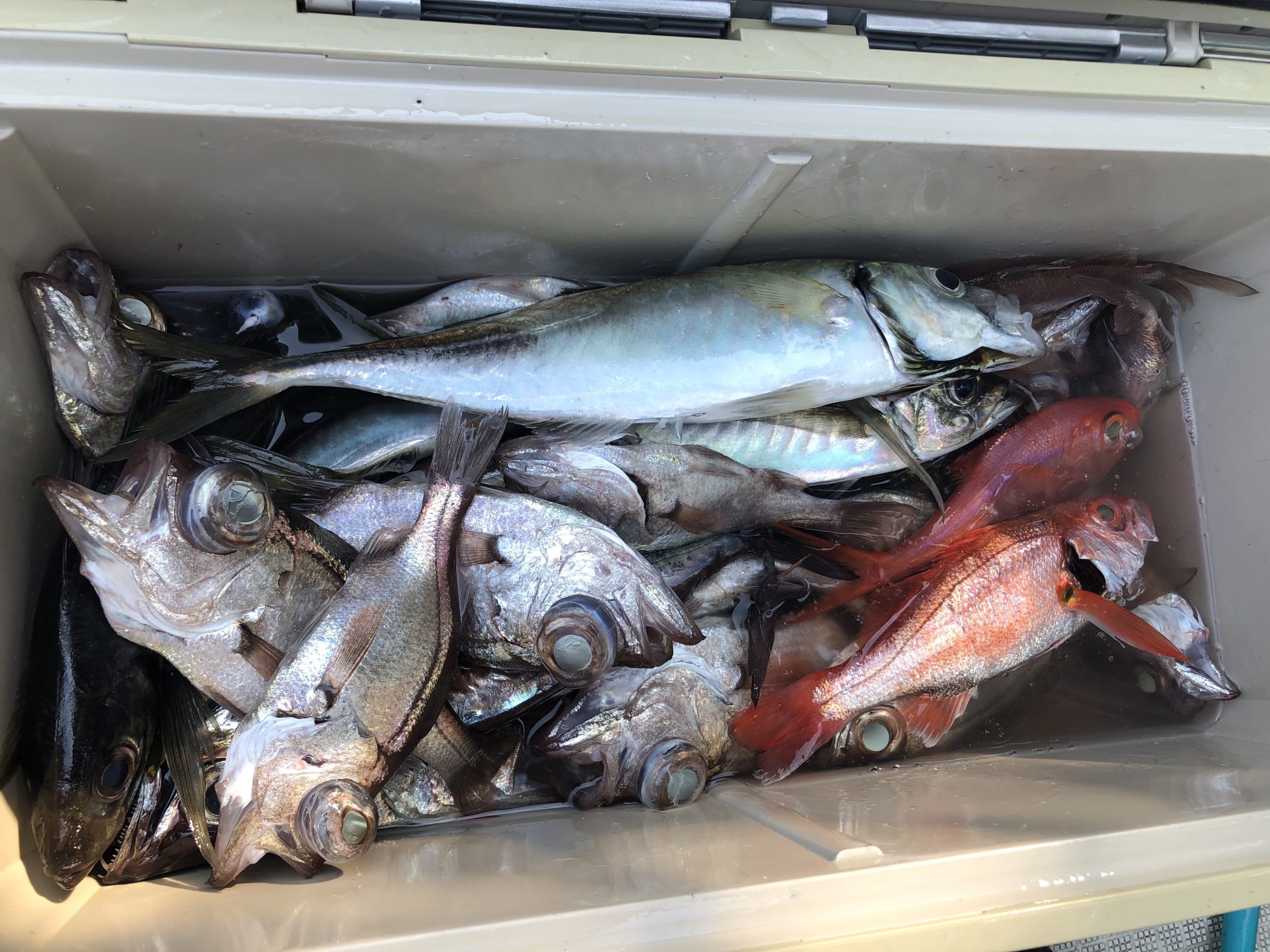 海のボート釣り　オーナー様釣果