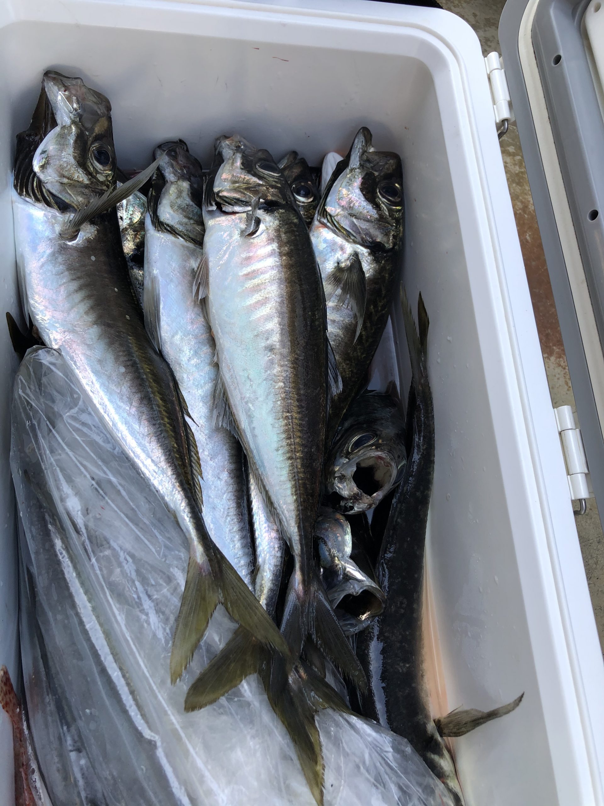 海のボート釣り　オーナー様釣果