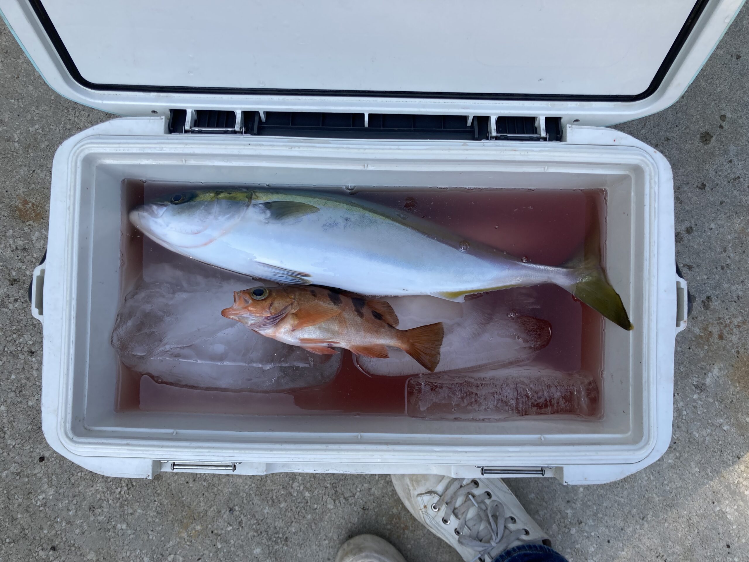 海のボート釣り　オーナー様釣果