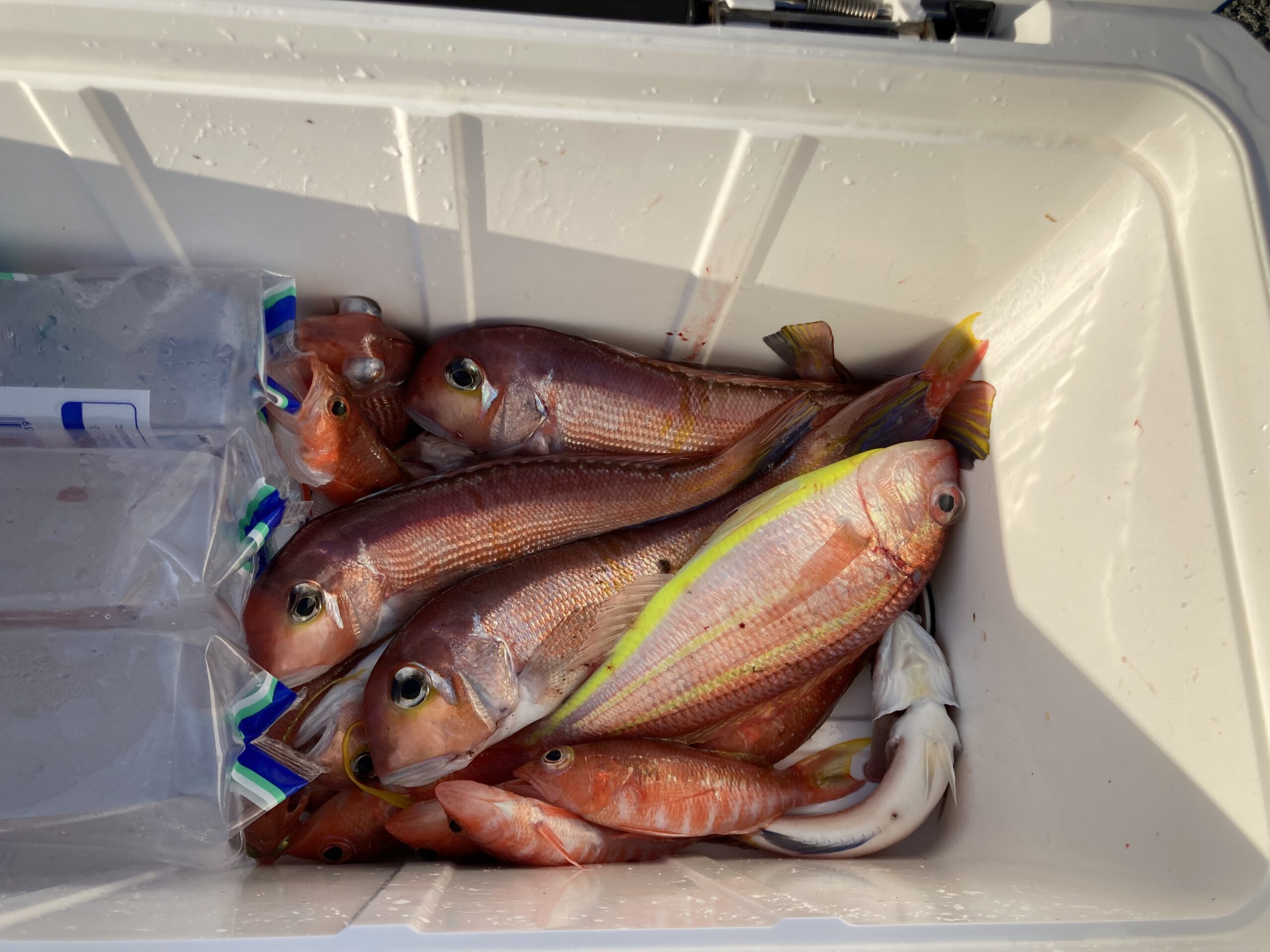 海のボート釣り　オーナー様釣果