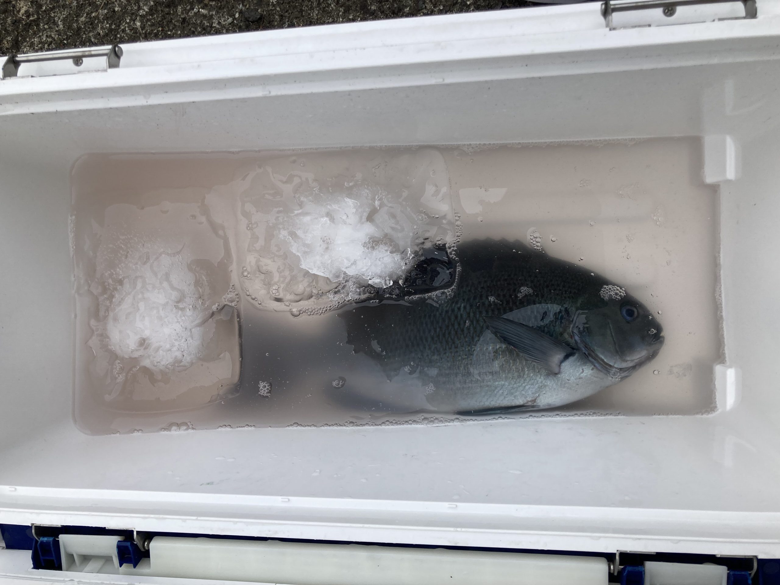 海のボート釣り　オーナー様釣果