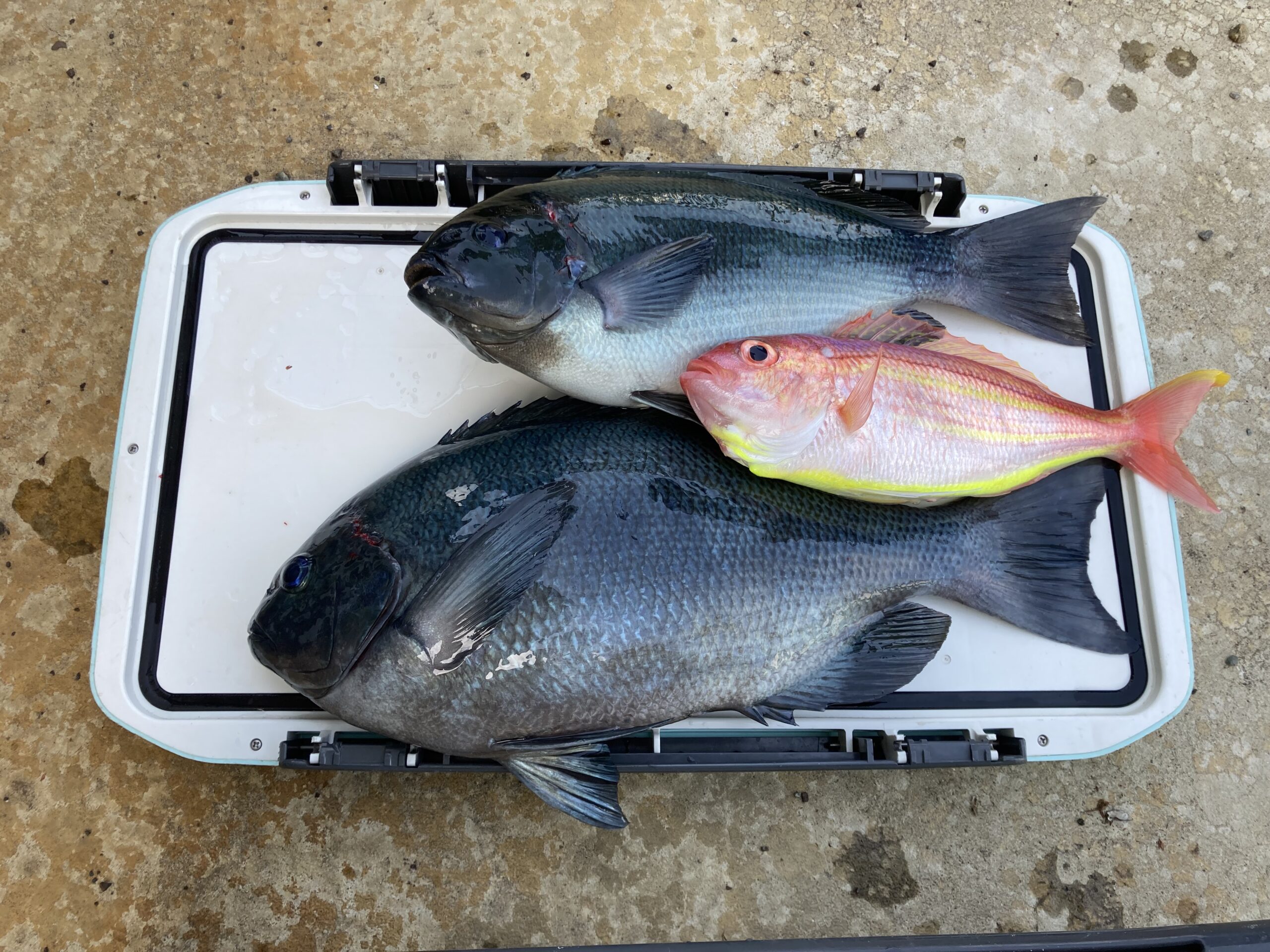 海のボート釣り　オーナー様釣果