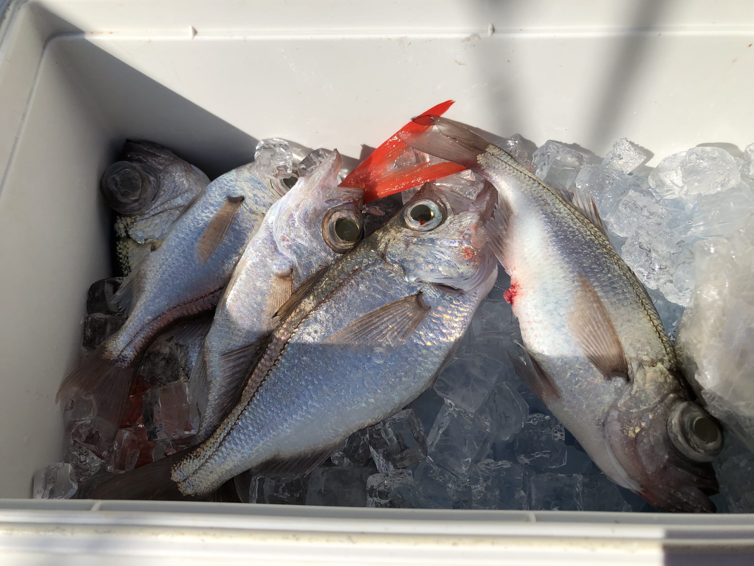 海のボート釣り　オーナー様釣果