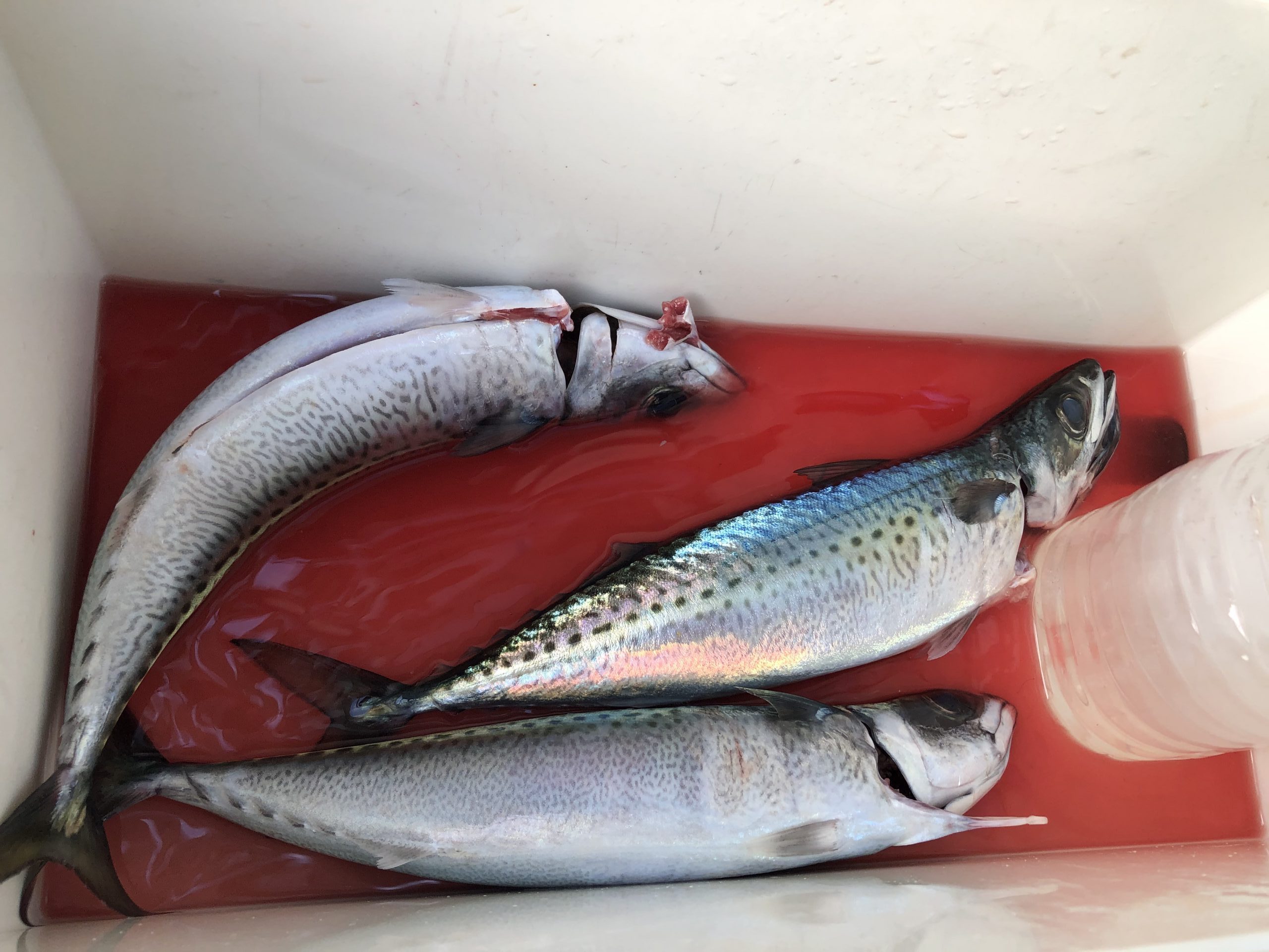 海のボート釣り　オーナー様釣果