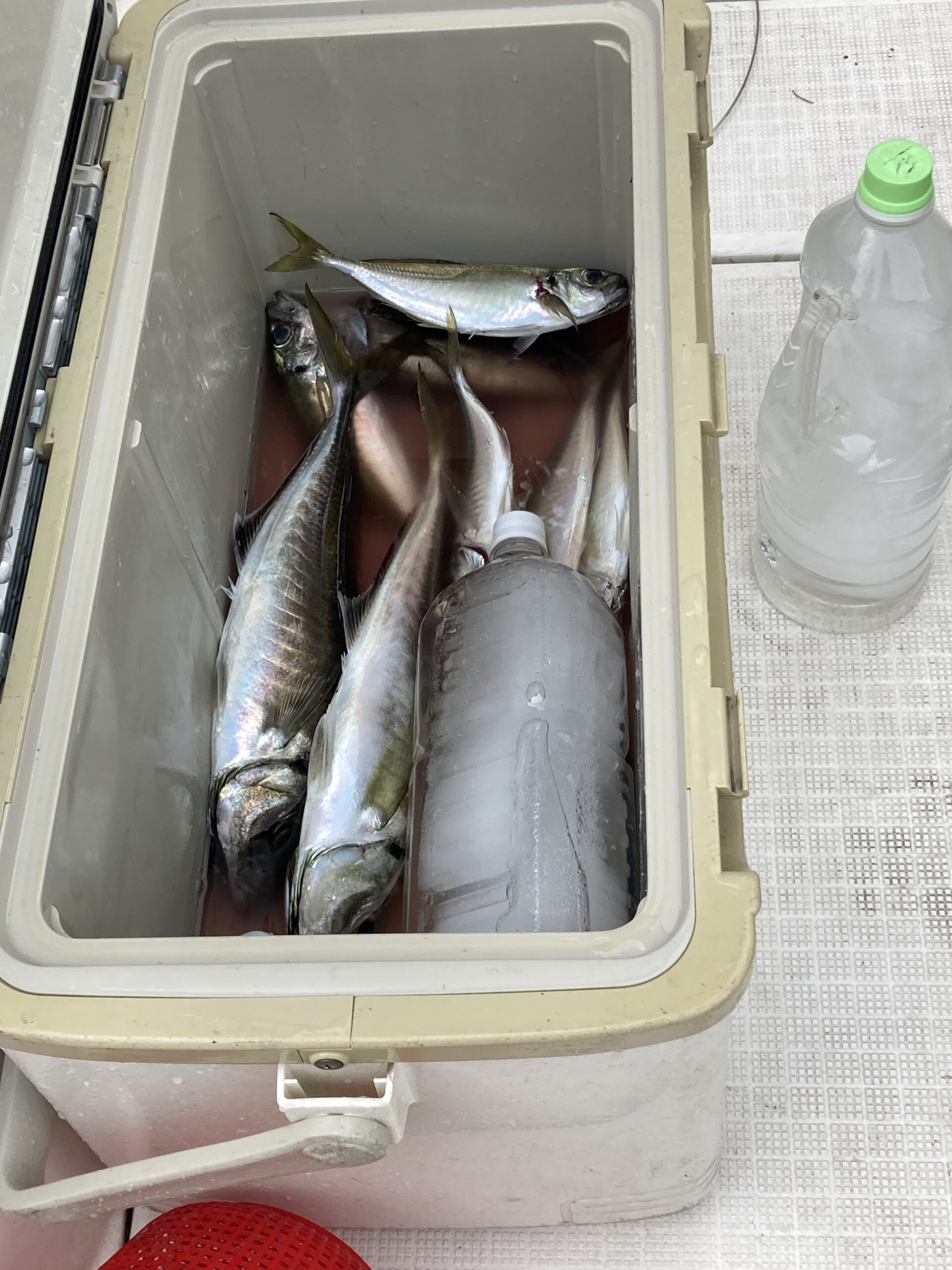 HIROさんの釣果
