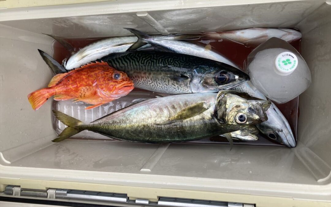 海のボート釣り　オーナー様釣果