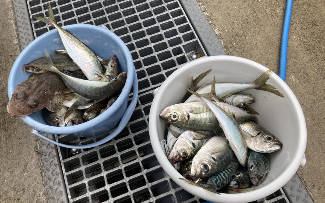 海のボート釣り　オーナー様釣果