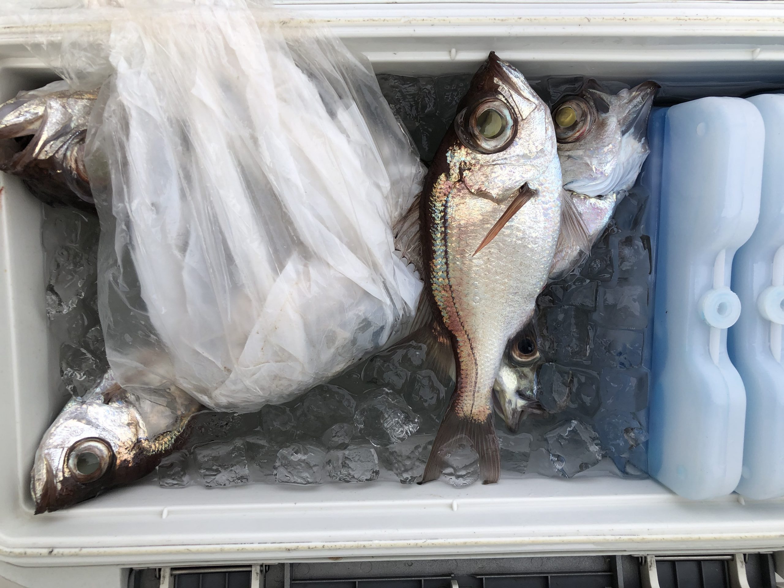 海のボート釣り　オーナー様釣果