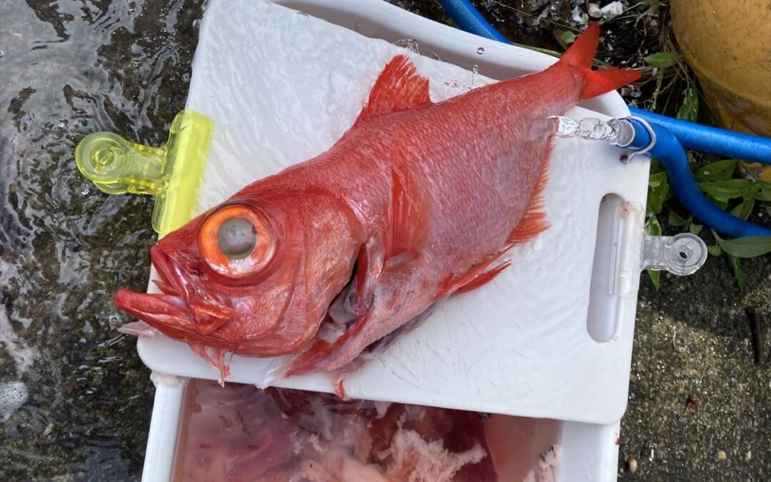 海のボート釣り　オーナー様釣果