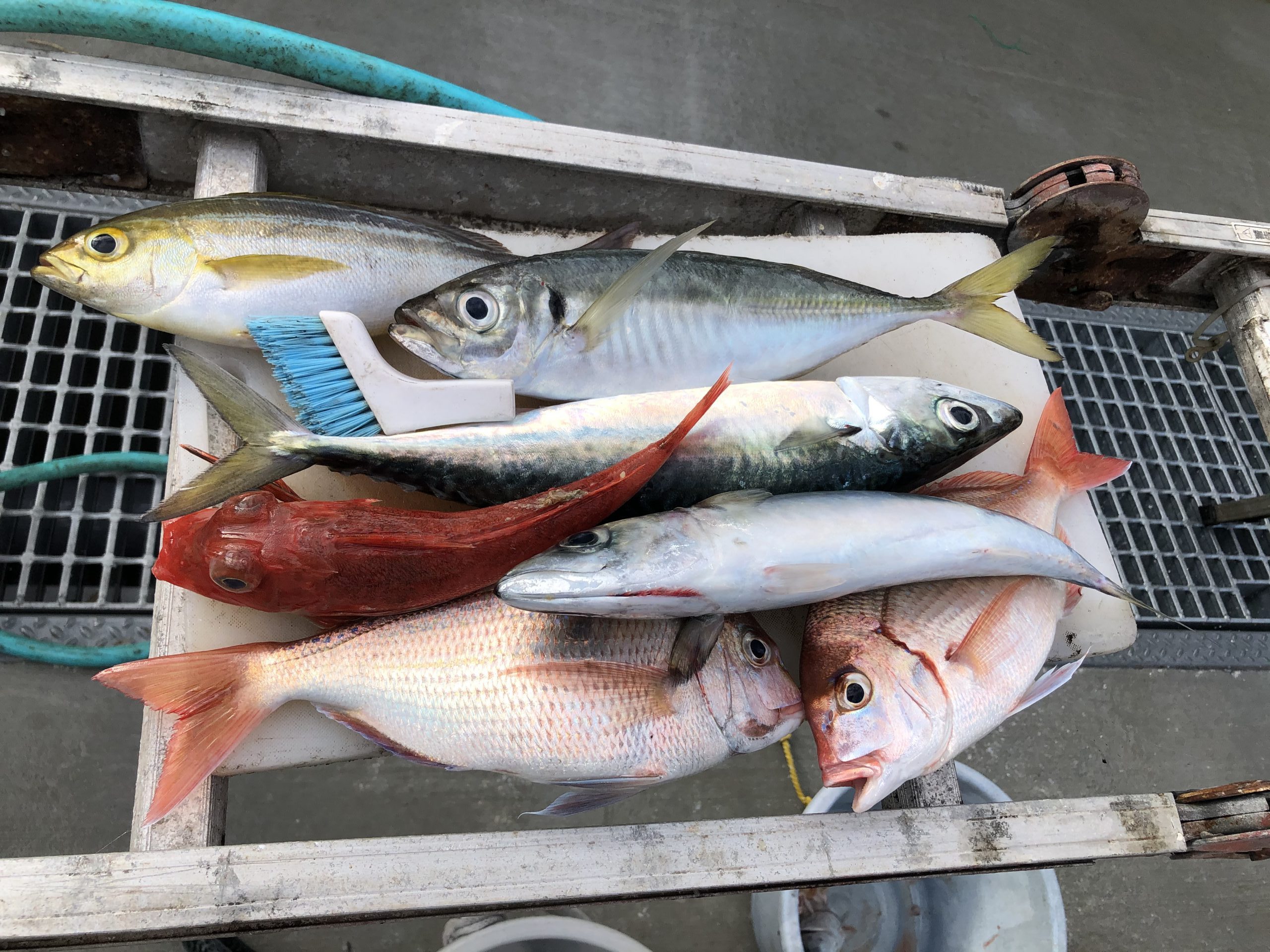 海のボート釣り　オーナー様釣果