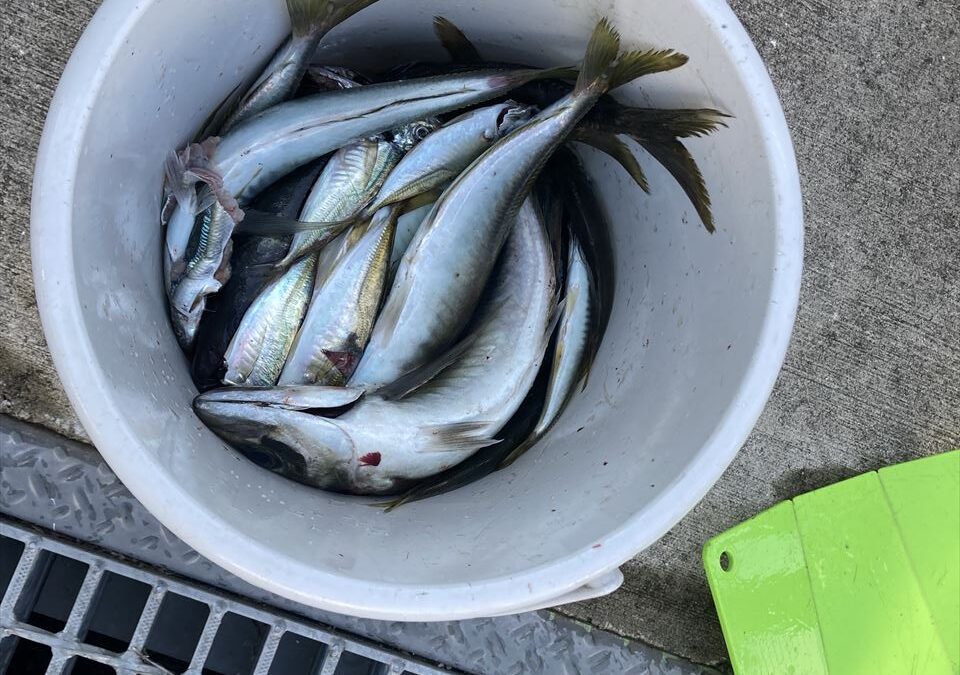 海のボート釣り　オーナー様釣果