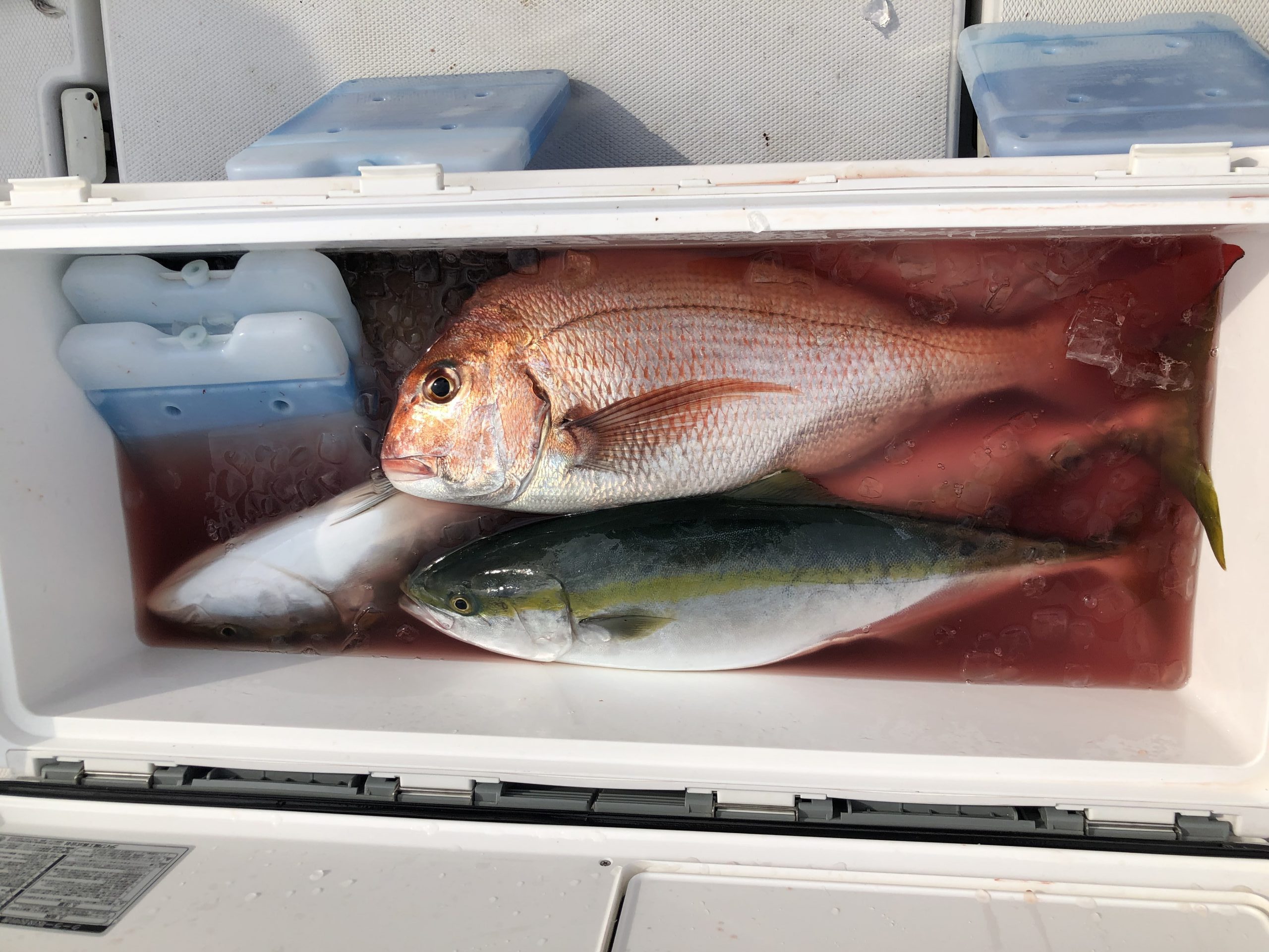 海のボート釣り　オーナー様釣果