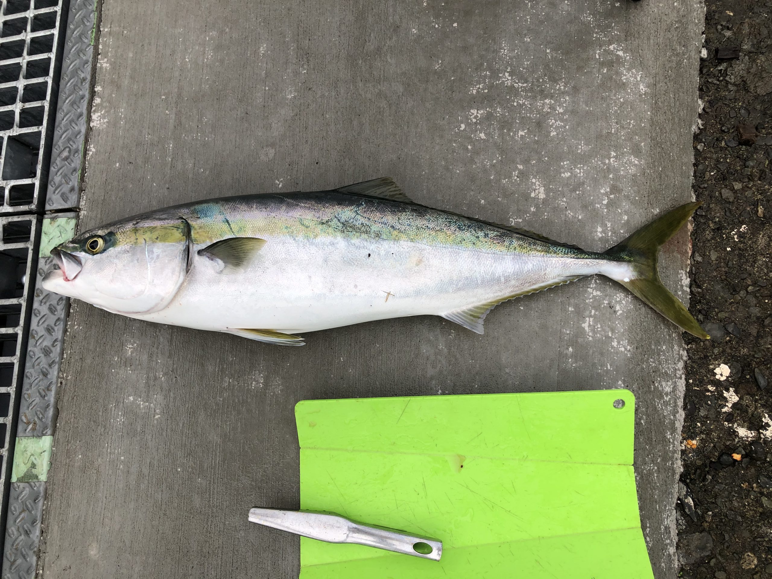 海のボート釣り　オーナーさま釣果