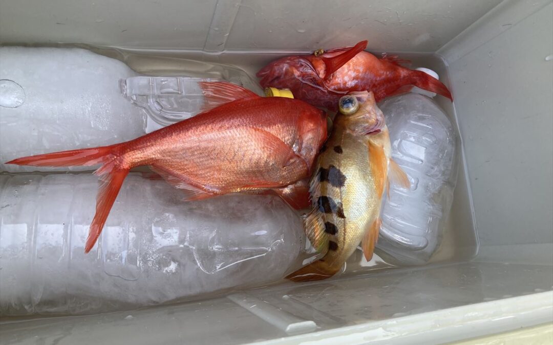 海のボート釣り　オーナー様釣果