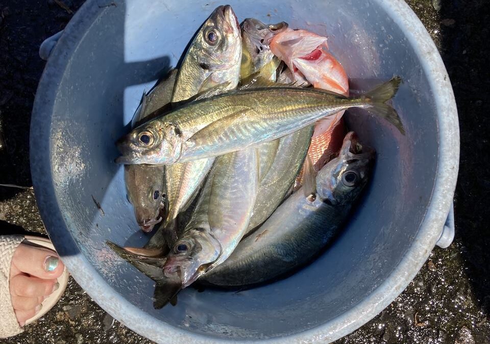 海のボート釣り　オーナー様釣果